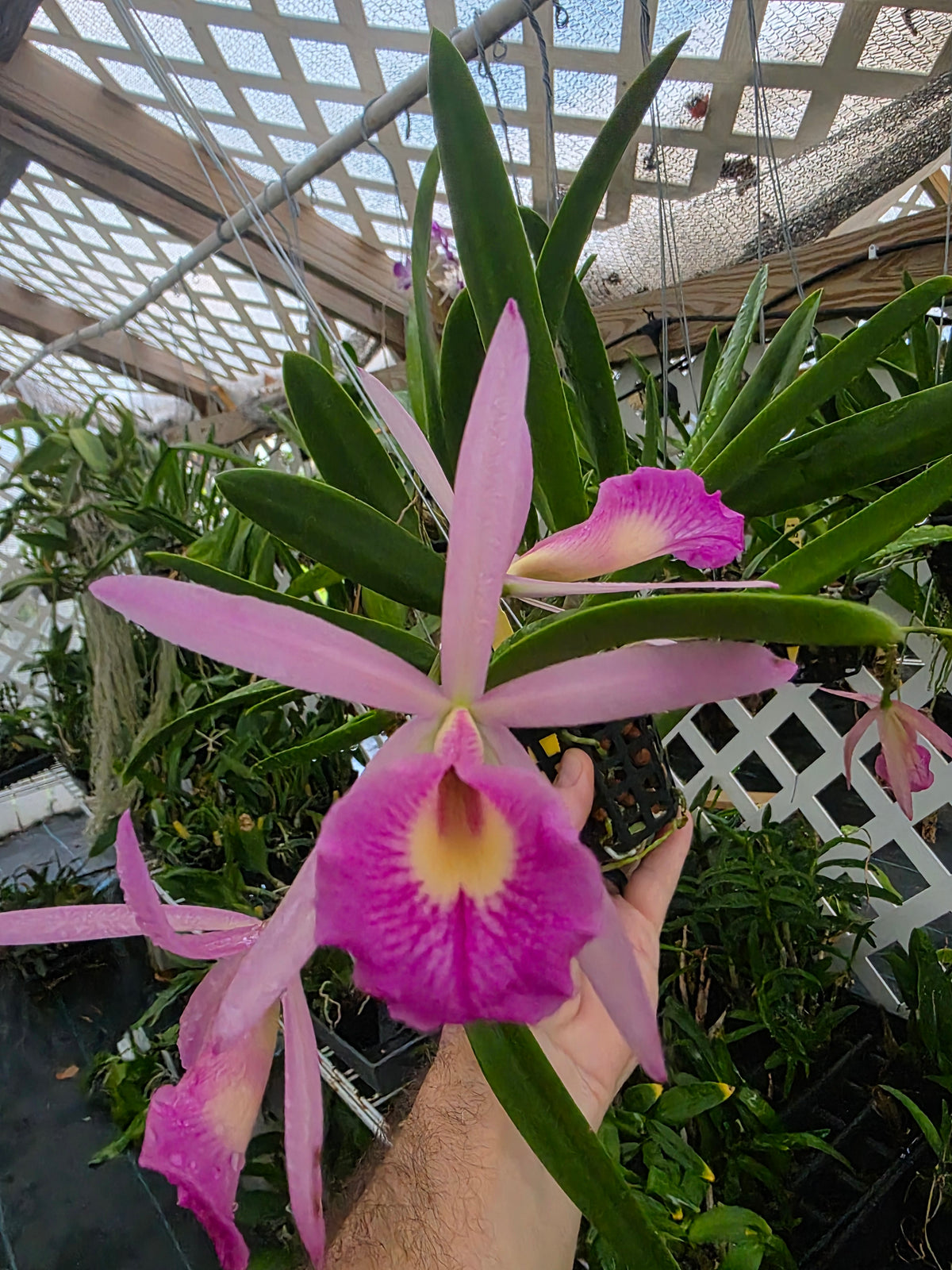 Brassavola nodosa x Pot Elaine Taylor. Blooming size 4" basket