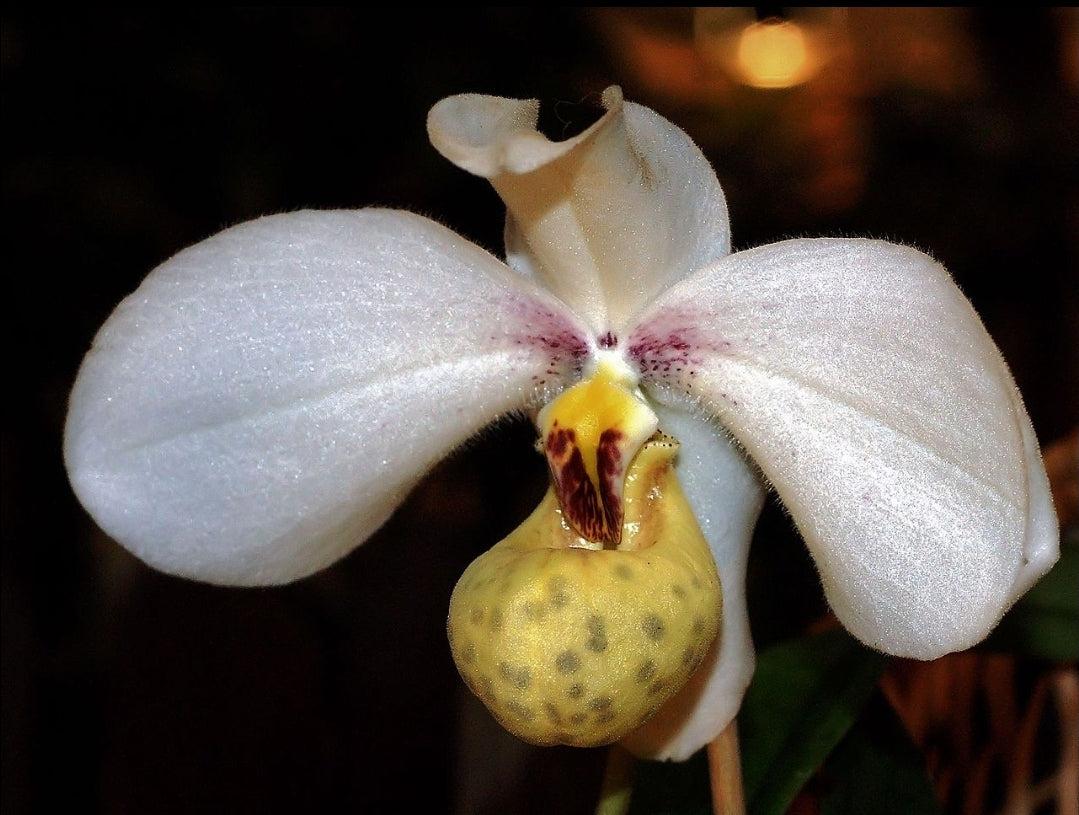 Paphiopedilum emersonii 'Chouyi' x sib near blooming rare hard to find paphiopedilum orchid species.