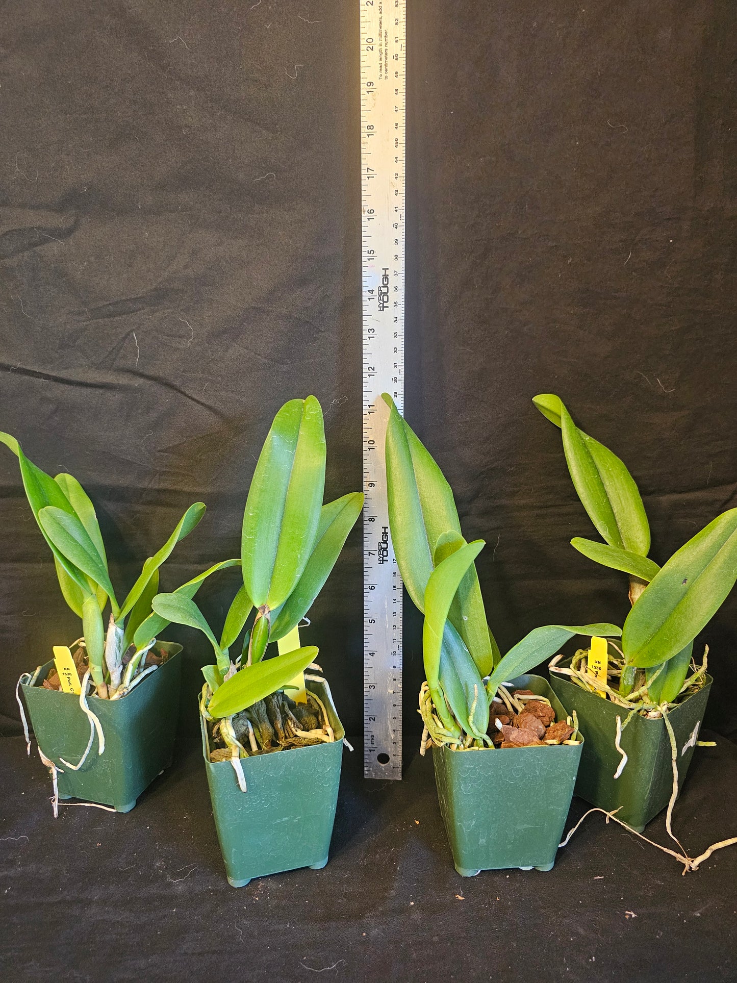 Rth Chief Sweet Orange 'Sweet Orange' (Cattlianthe Tutankamen × Rhyncholaeliocattleya Chyong Guu Chaffinch)