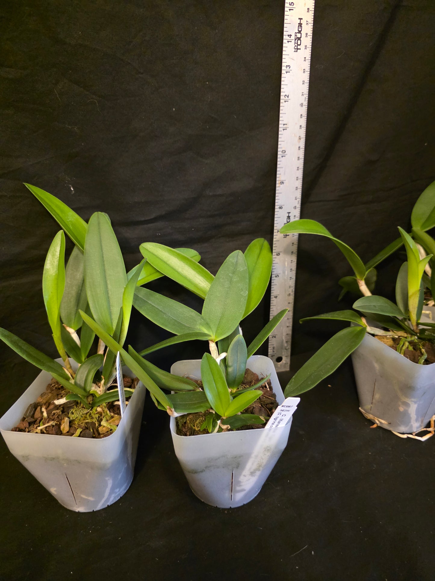 Cattleya Mareeba Tiger v coerulea, blooming size orchid hybrid. Fragrant beauty