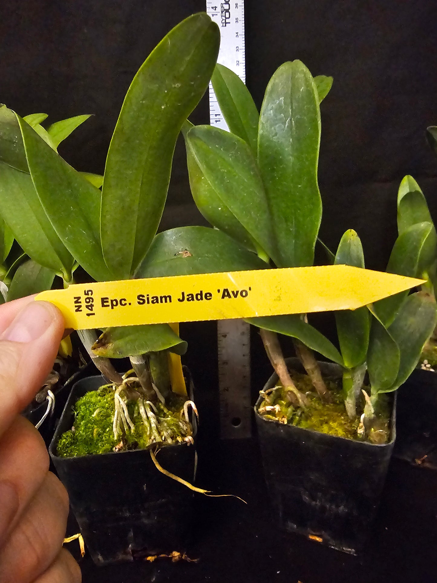 Epc Siam Jade 'Evo' Blooming size cattleya orchid clone. Beautiful and fragrant.