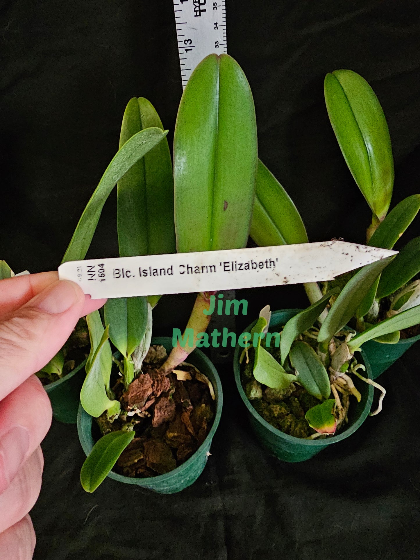 BC Island Charm 'Elizabeth' (Rlc Donna Kimura × C. intermedia)