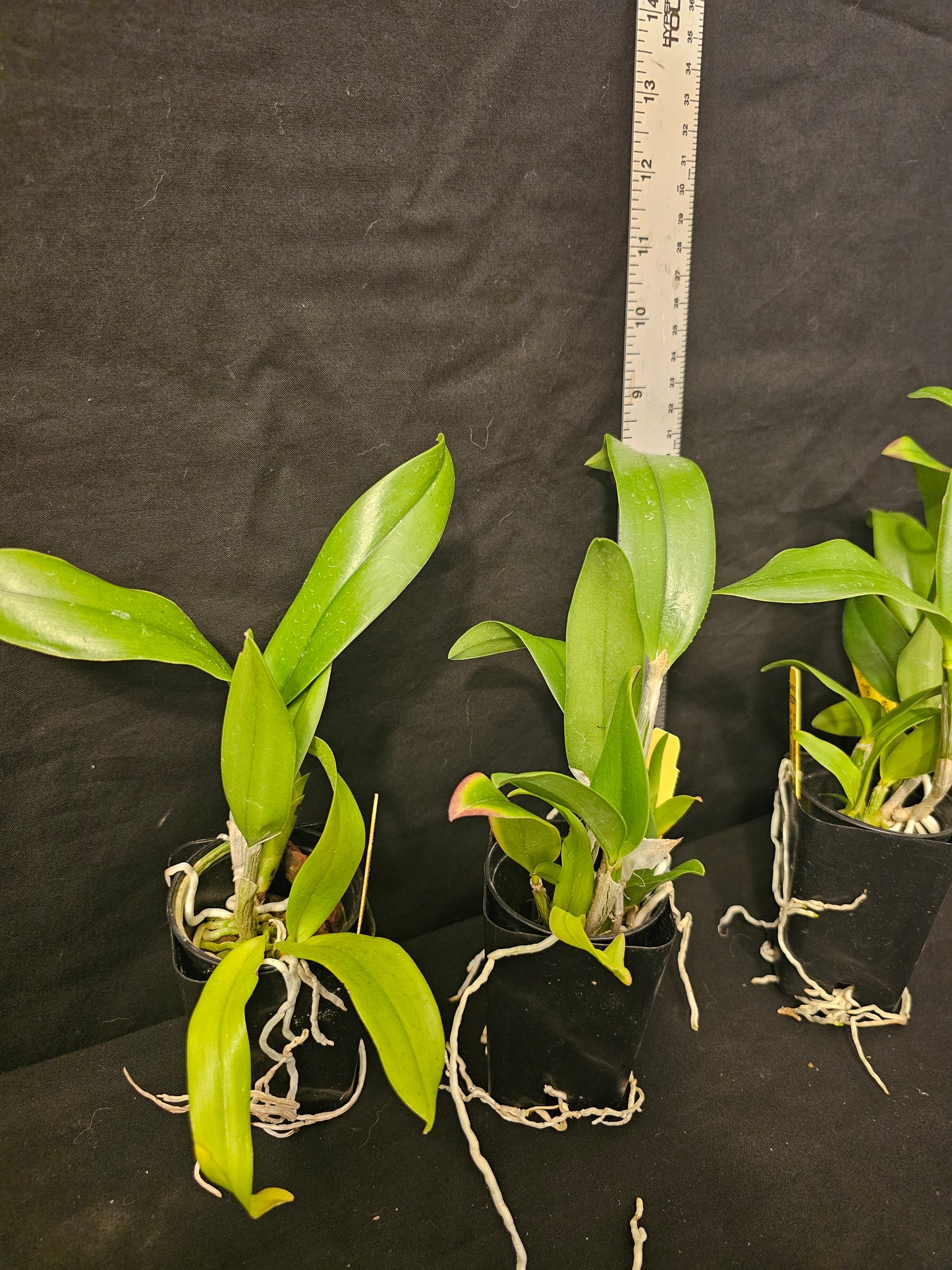 Cattleya forbesii x Rlc Jim Wallace
