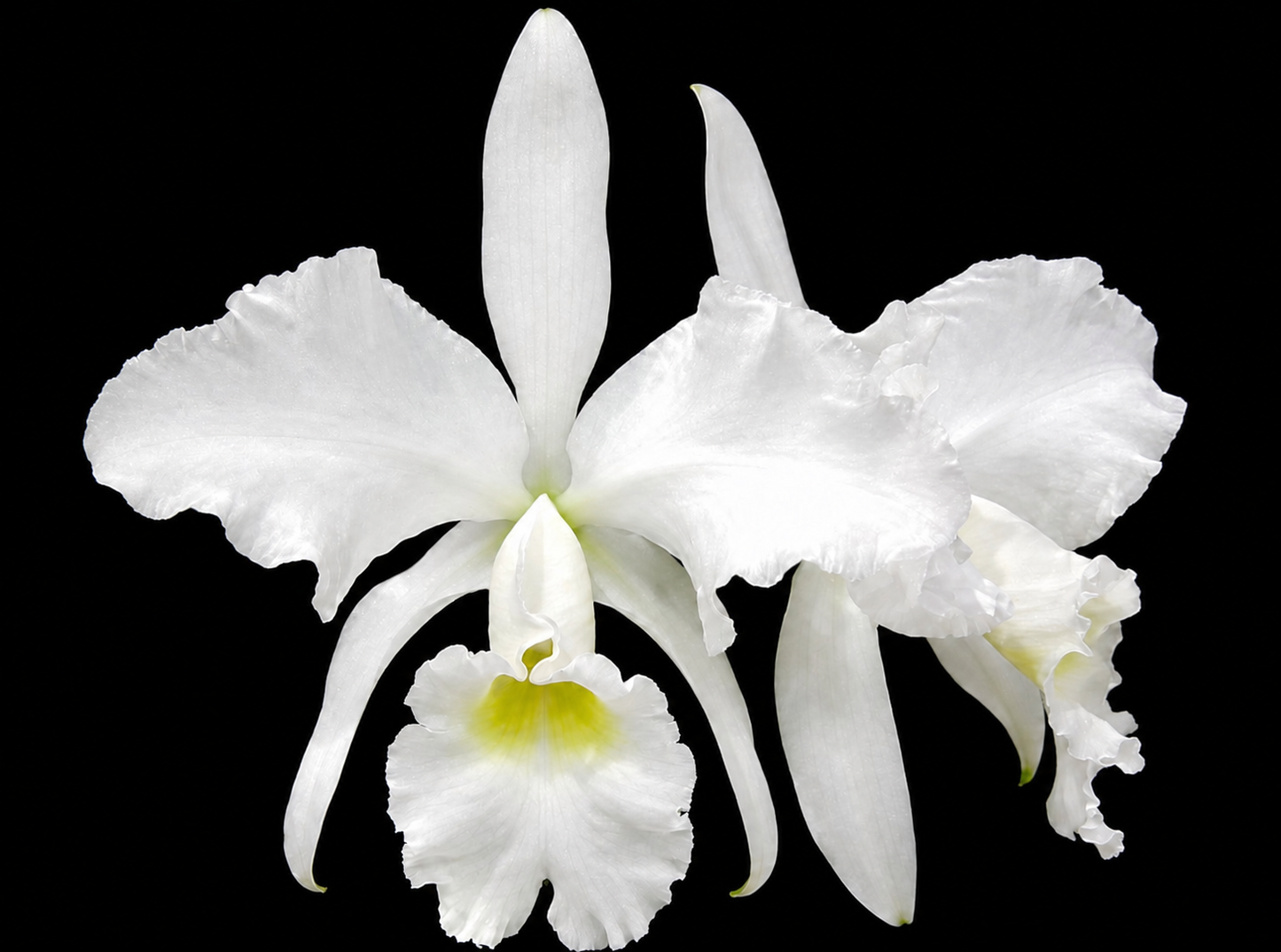 Cattleya jenmanii v alba x sib. Blooming size Cattleya orchid speices. Fragrant