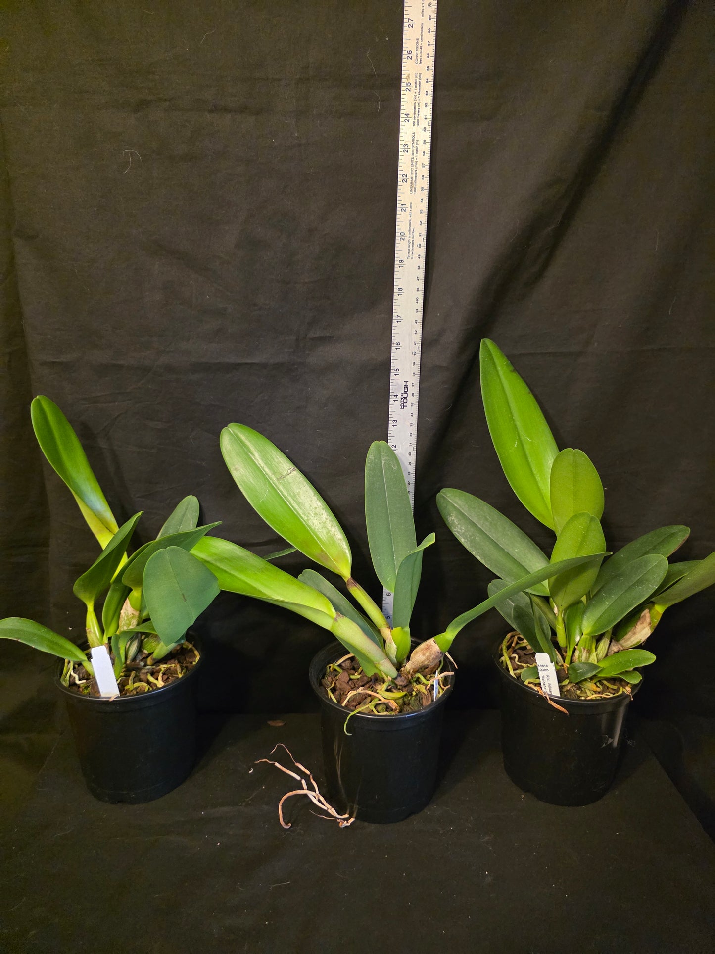 Rlc Volcano Spring 'Volcano Queen' blooming size cattleya orchid clone. Large fragrant pink blooms. 6" pots