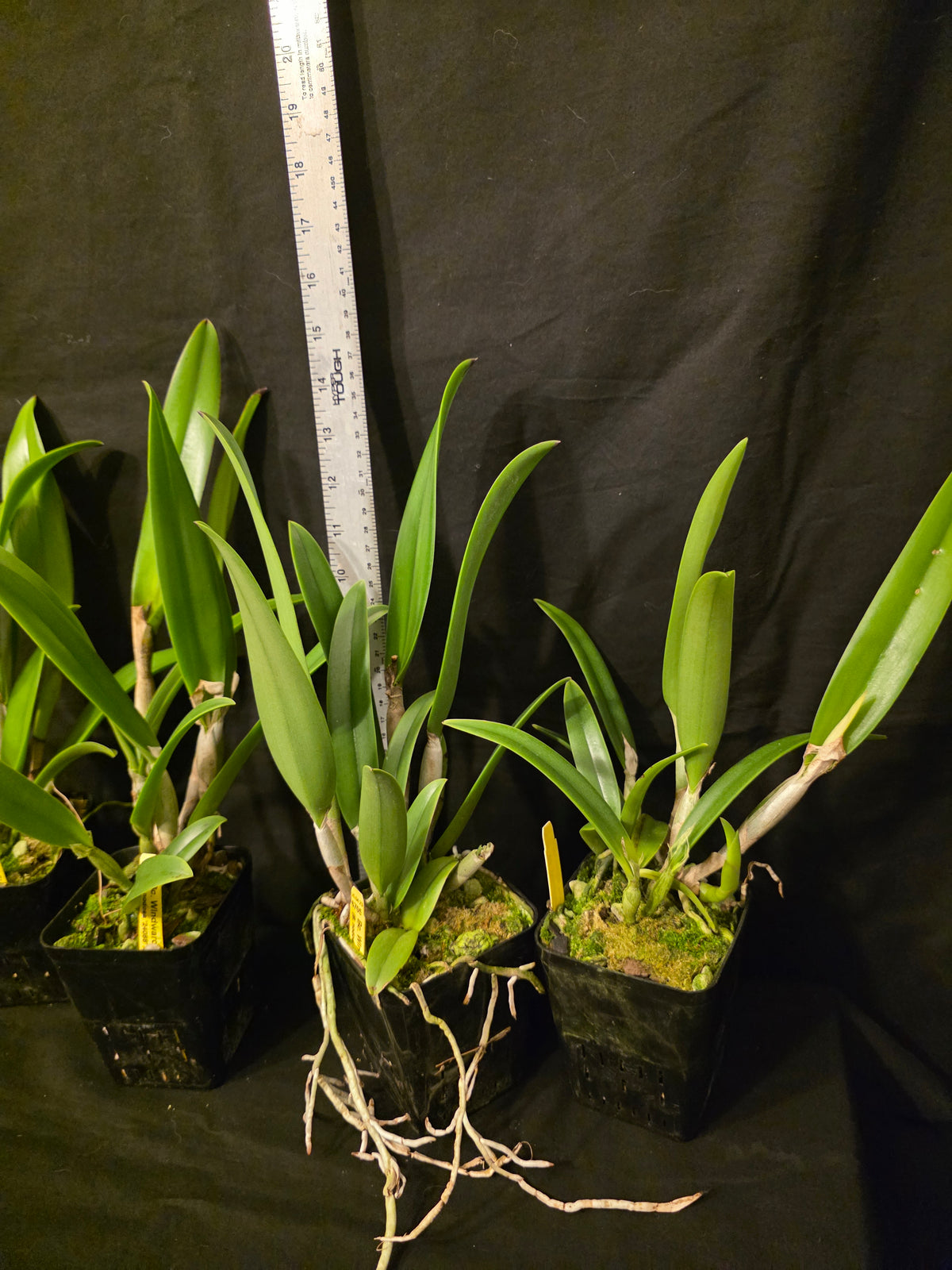 Bc Windward Flare. Blooming size brassocattleya orchod hybrid. Fragrant