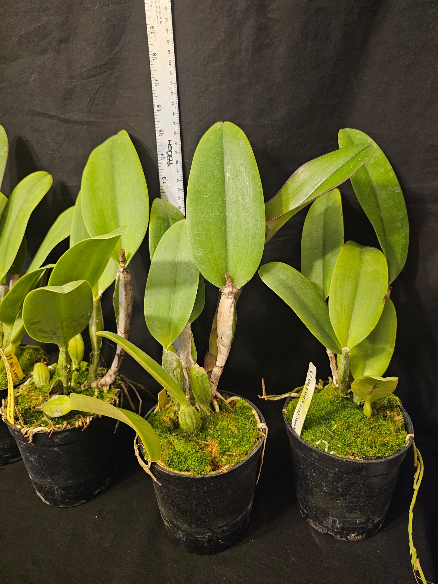 Rlc Lake Murray 'Mendenhall' Blooming size cattleya orchid clone. 4.5" pot