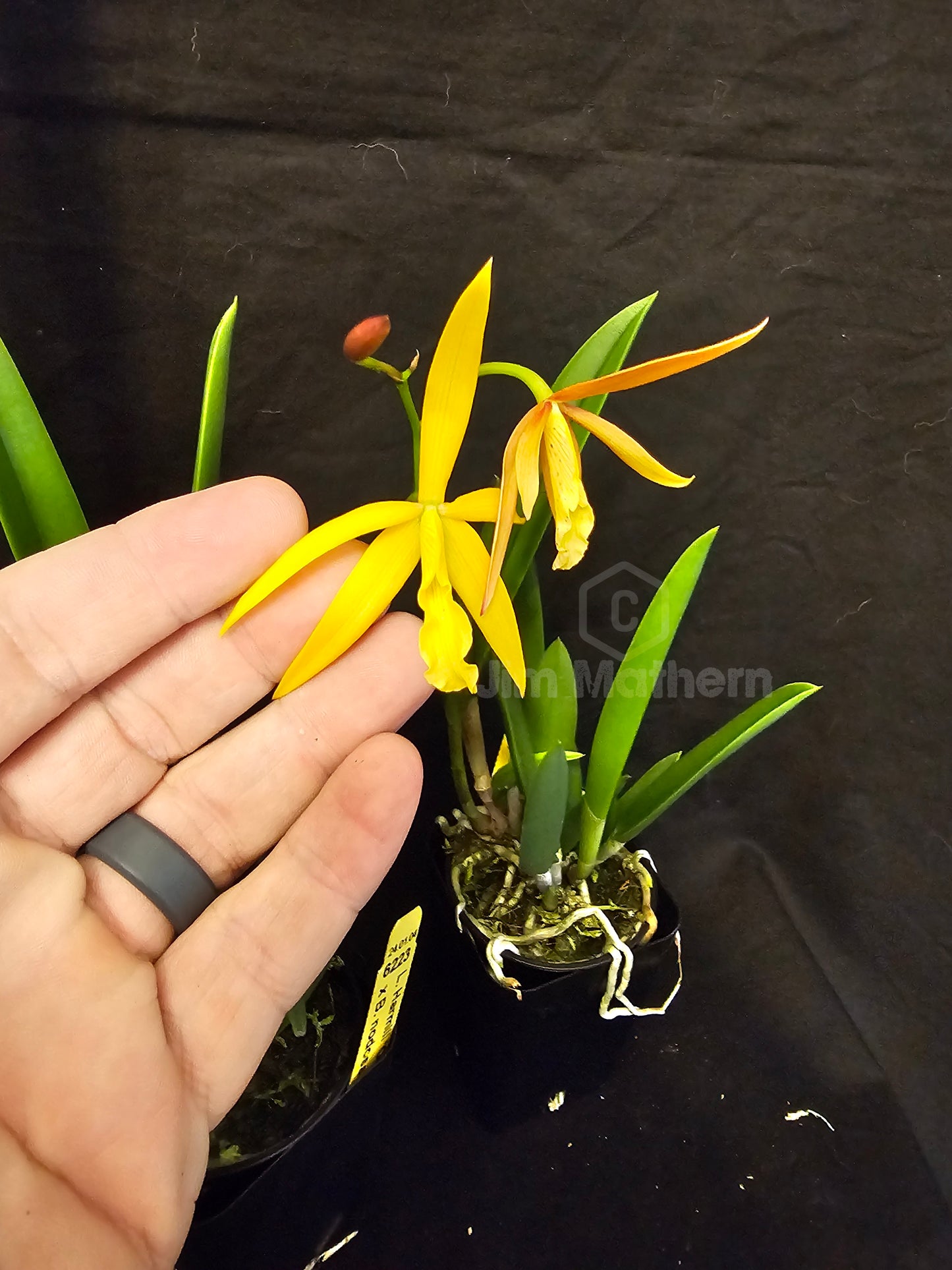 Bc Little Birds (Cattleya harmill x Brassavola nodosa) Blooming size brassavola cattleya orchid hybrid.