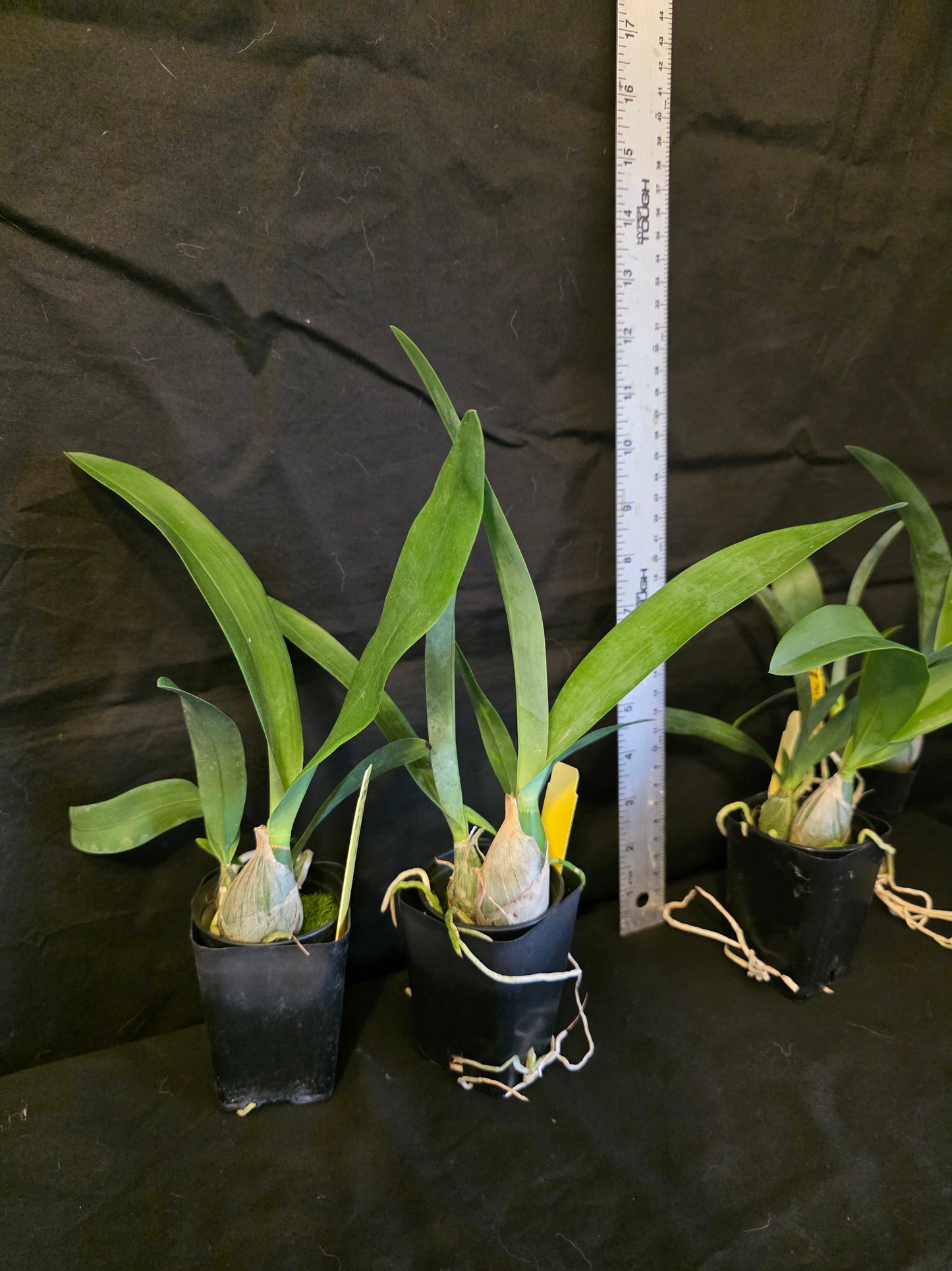 Prosthechea (Psh) mariae Rare orchid speicies