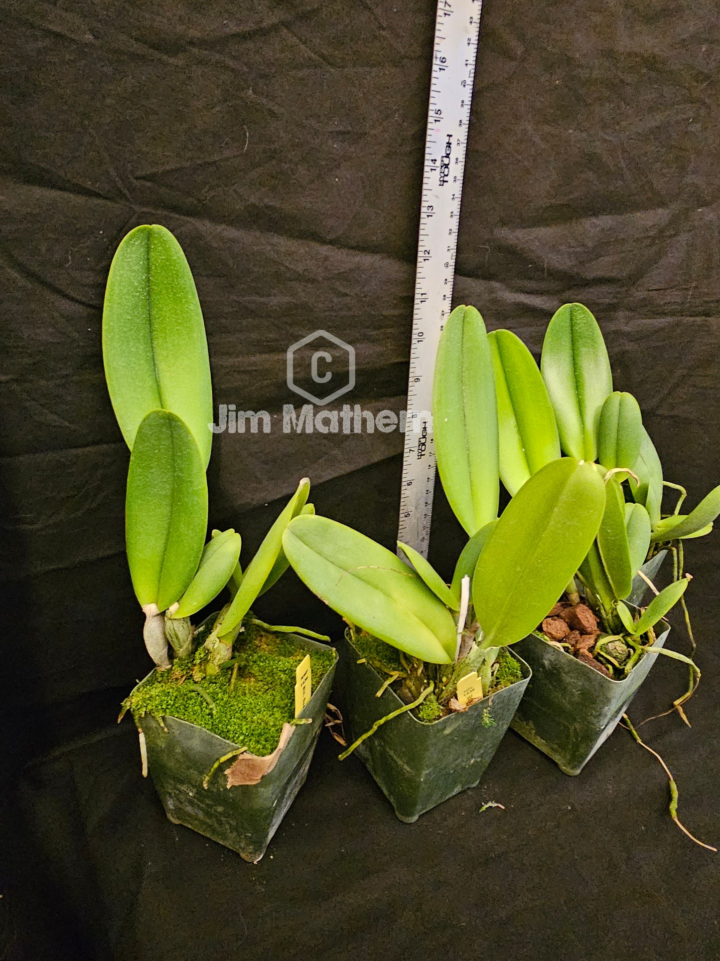 Rlc George King 'Serendipity' (Rhyncholaeliocattleya Buttercup × Cattleya Bob Betts)