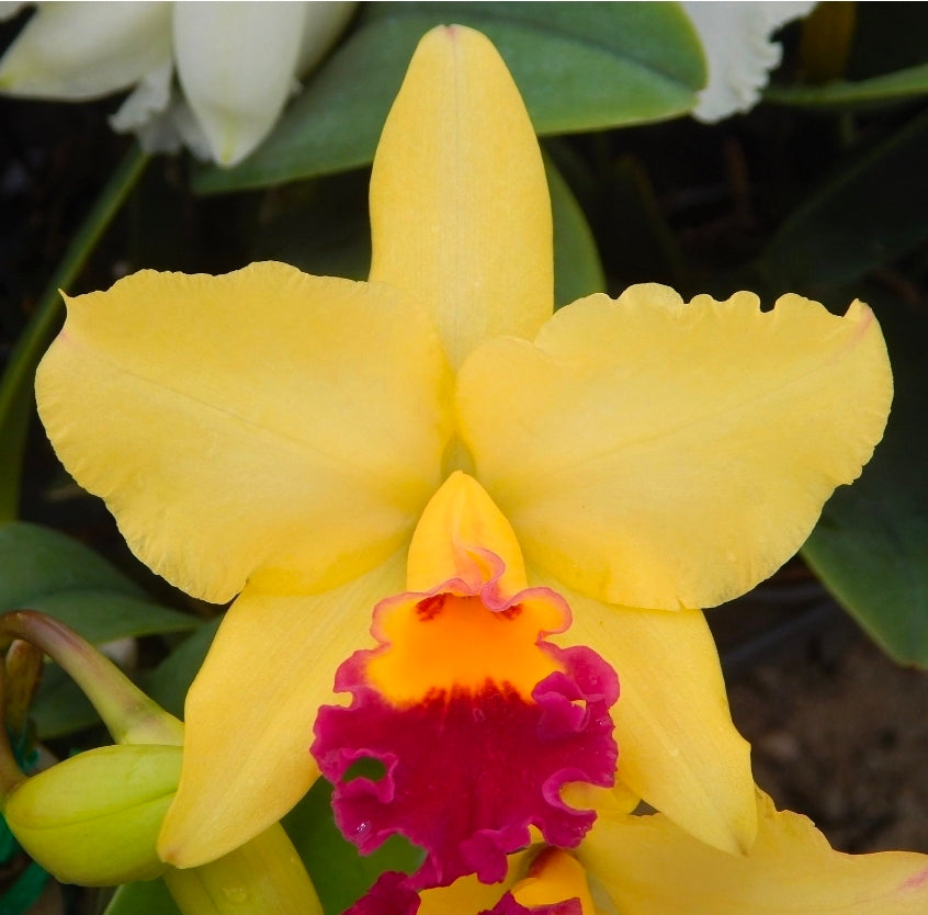 Rlc Hsinying Williette '#14' blooming size cattleya orchid clone. Fragrant.