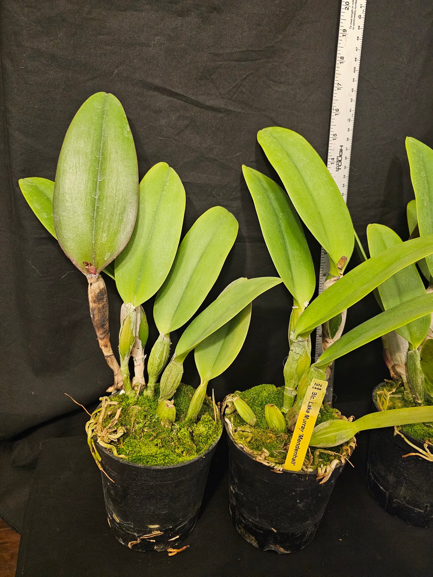 Rlc Lake Murray 'Mendenhall' Blooming size cattleya orchid clone. 4.5" pot