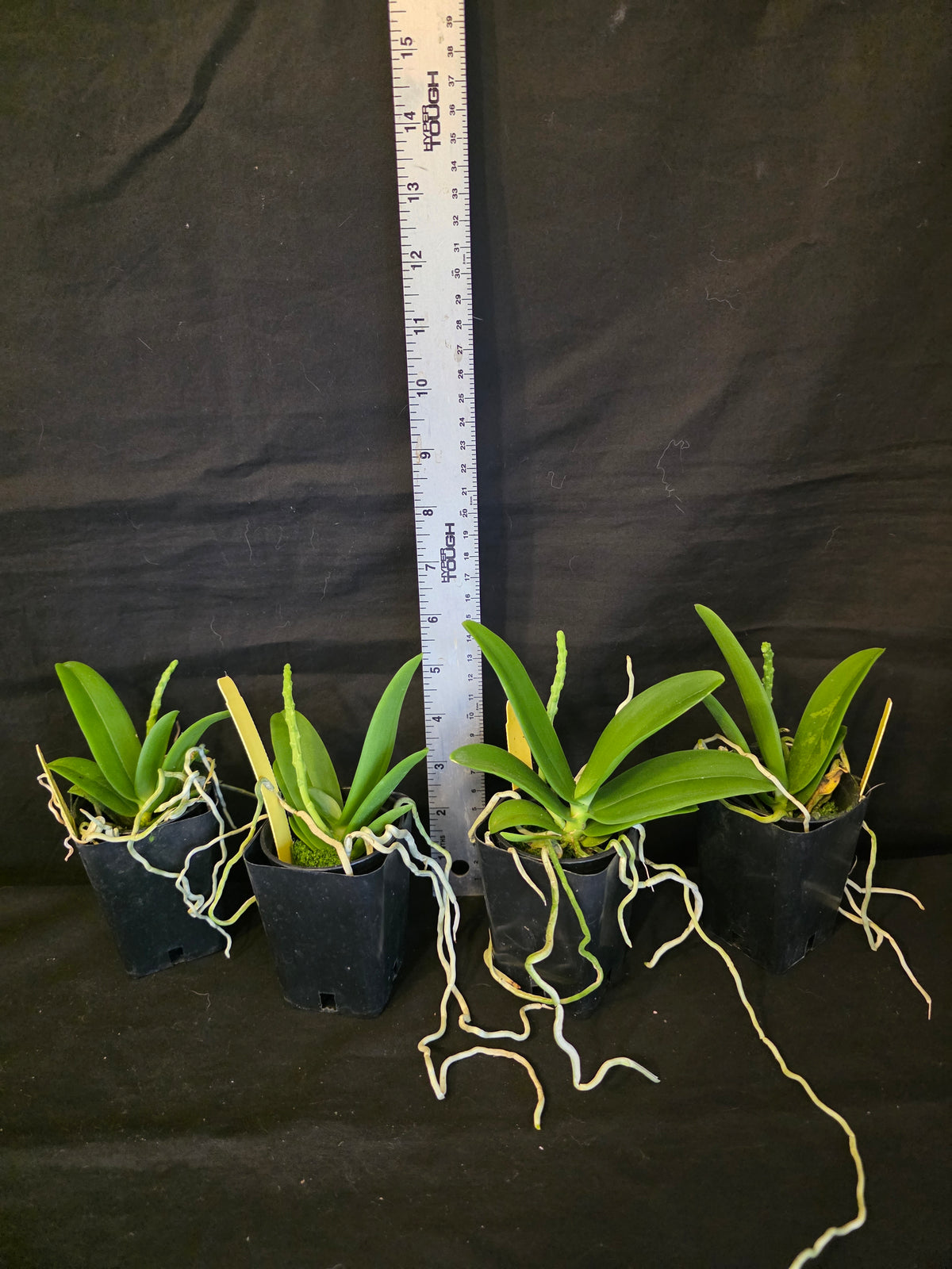 Tuberolabium kotoense x sib. First bloom size plants. Very fragrant.