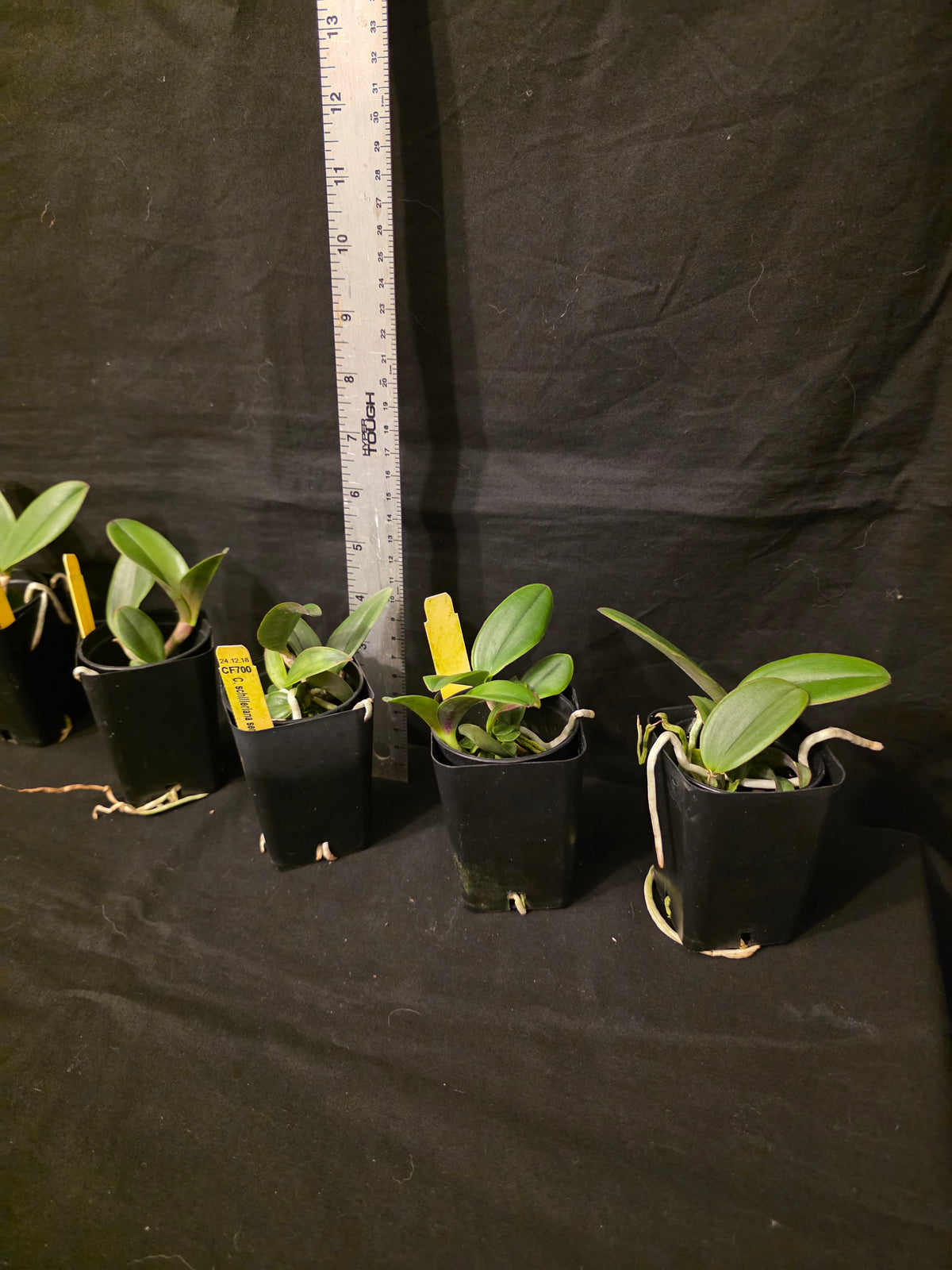 Cattleya schilleriana v semi alba 'Queen Emeraldas' AM/AOS near bloom size species. Rare