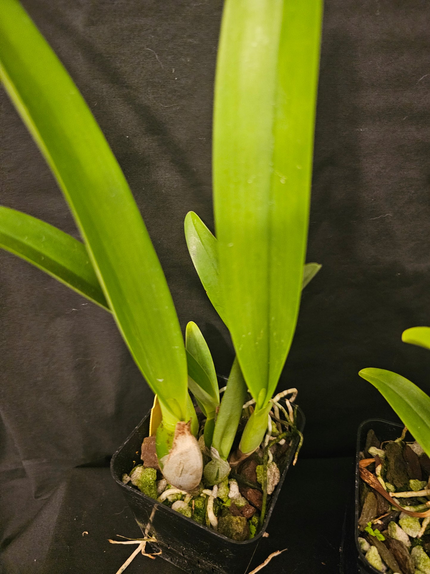 Cattlechea Mem Dollie Mckinnon. Blooming size cattleya orchid hybrid. Seed grown awarded parents.