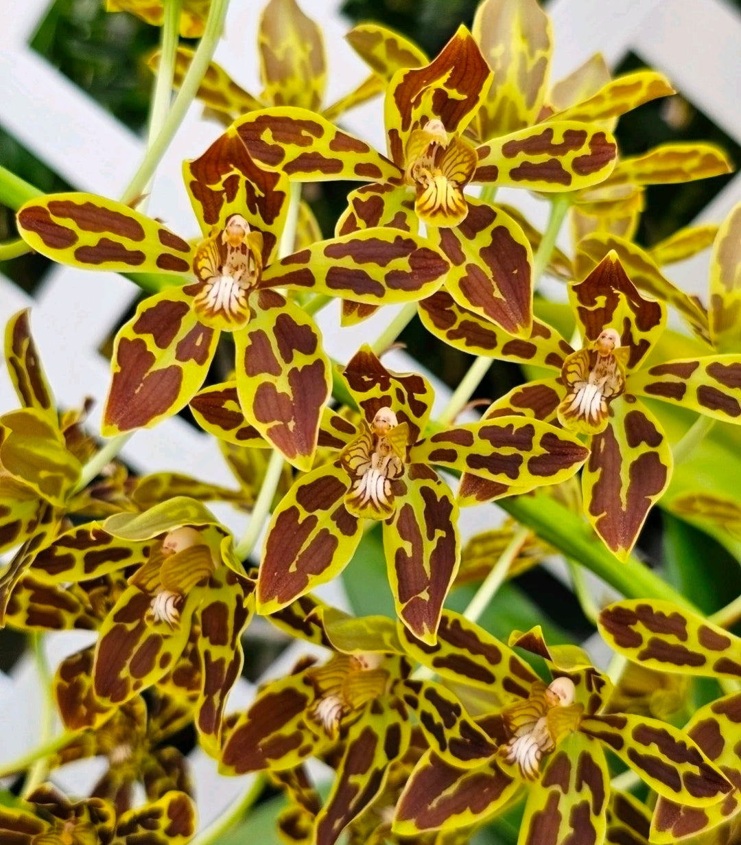 Gram scriptum v citrinum x compact. Blooming size Grammatophyllum orchid species