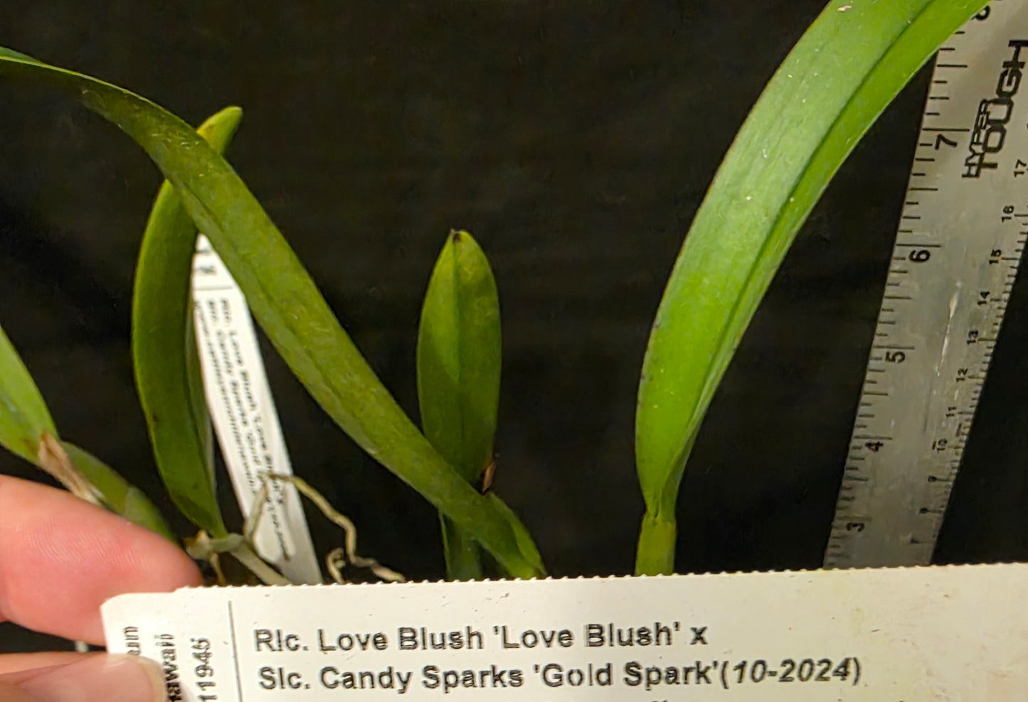 Rlc Love blush x Slc Candy Sparks. Blooming size compact growing cattleya orchid hybrid