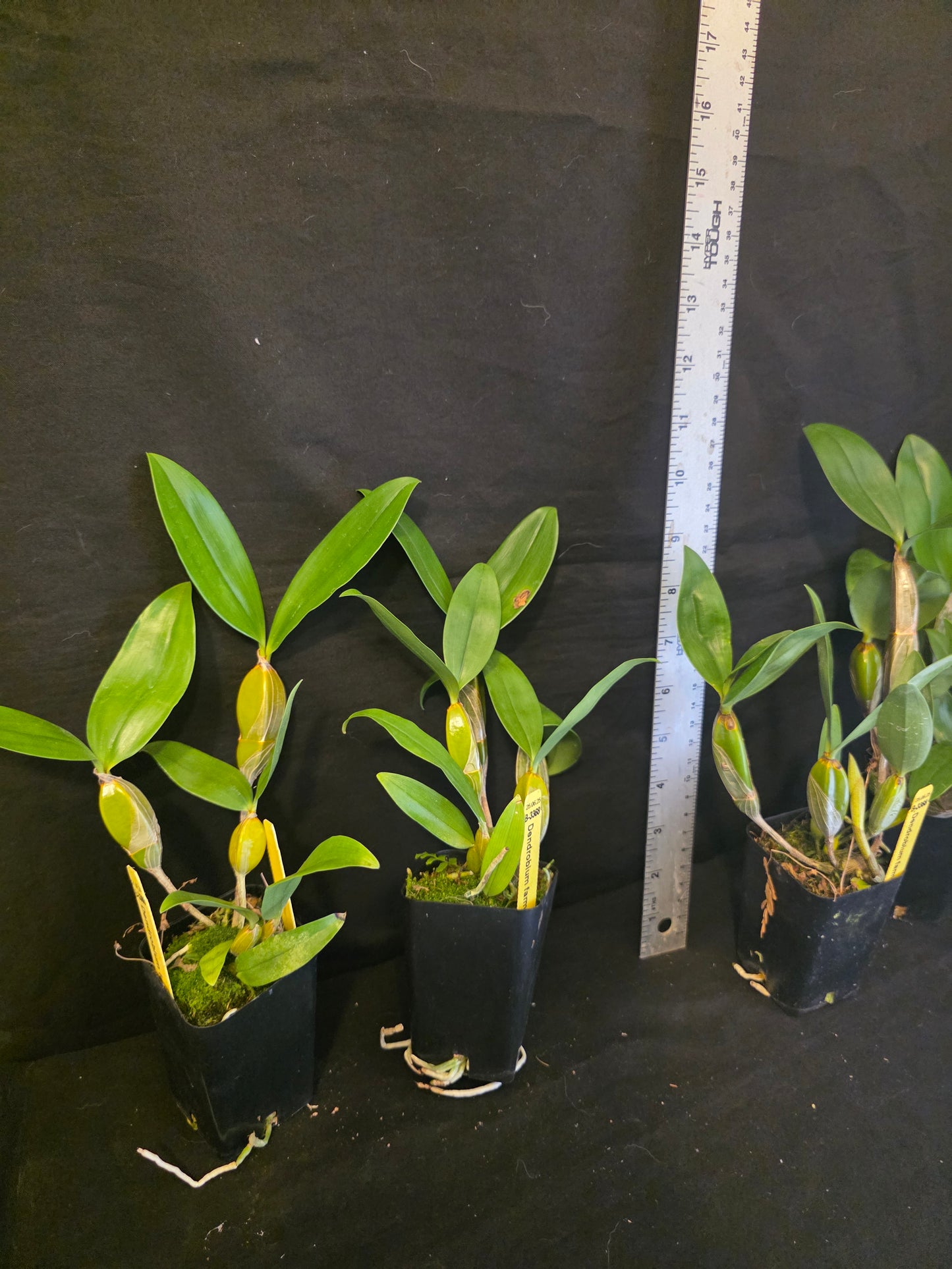 Dednrobium farmeri, near bloomimg size orchid species. Beautiful