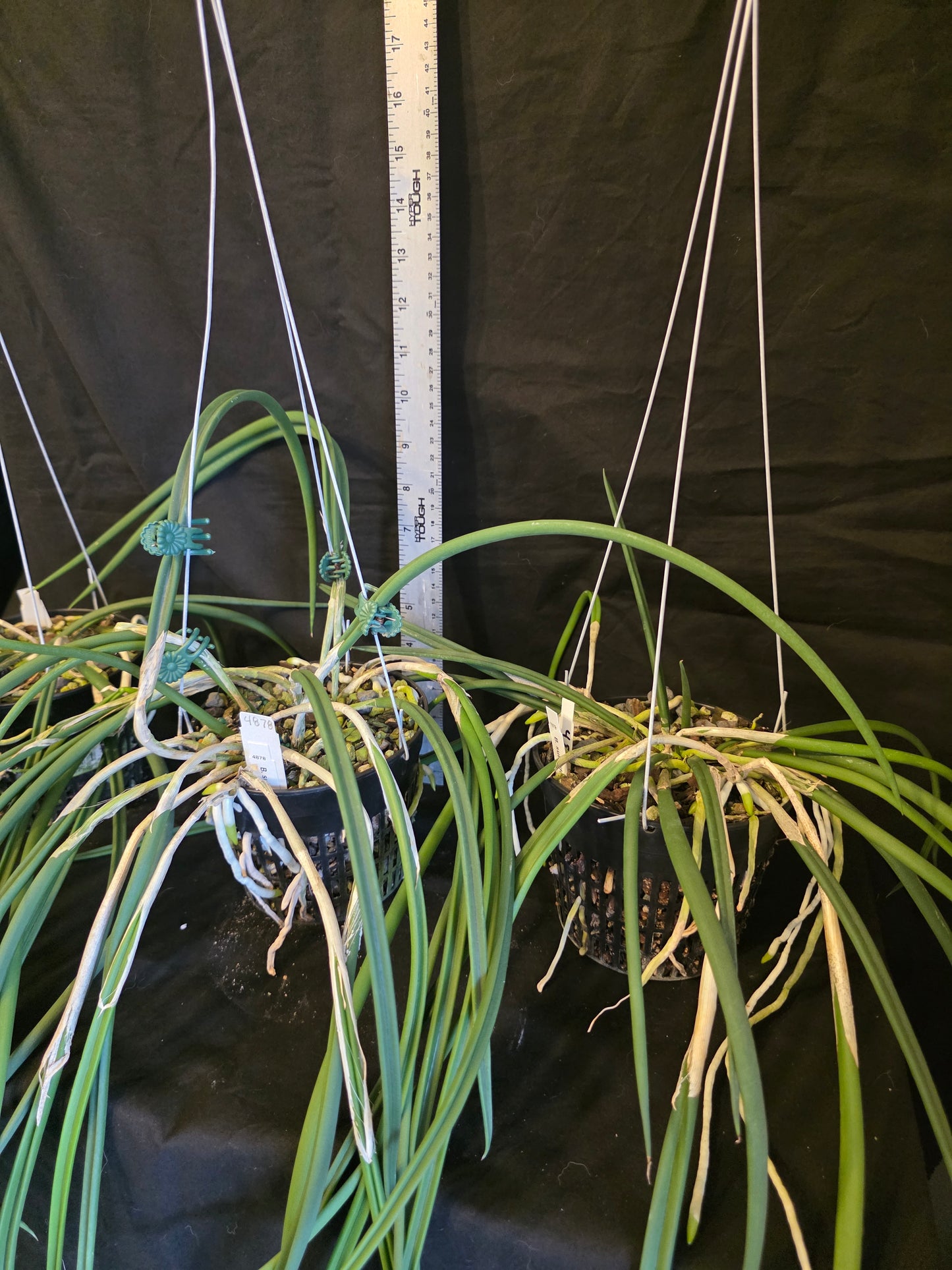 Brassavola subulifolia x B.fragrans. Large blooming size near specimen size plant in 5" basket. Fragrant