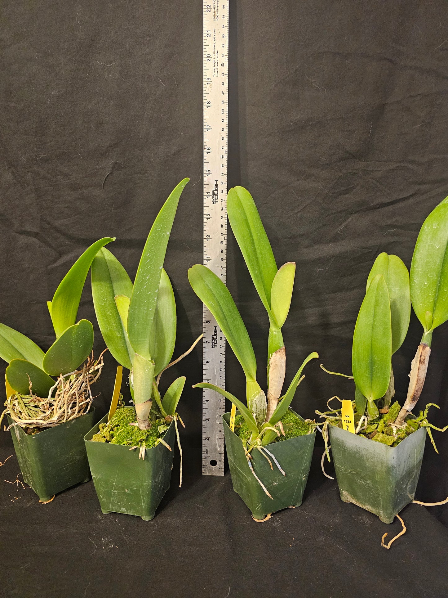 Rlc Tokyo Bay 'Victory' (Rhyncholaeliocattleya Vallespin × Cattleya Commander)