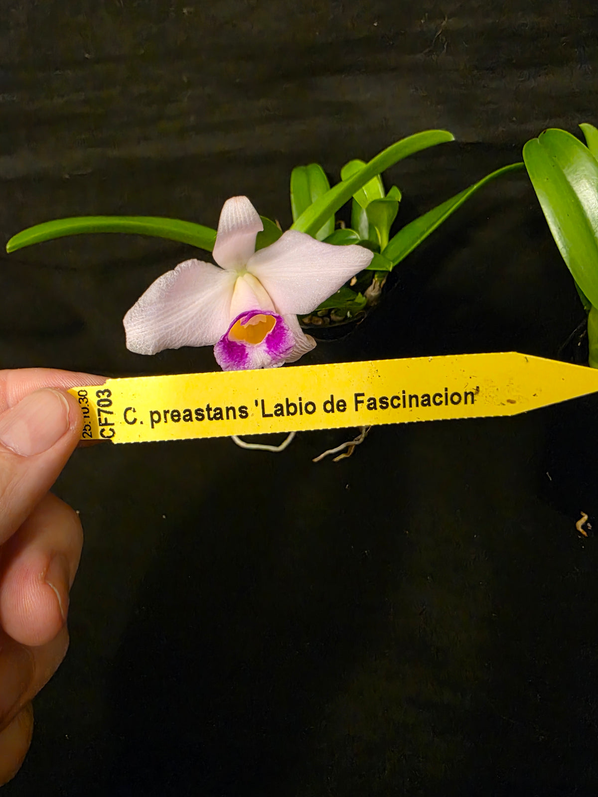 Cattleya praestans 'Labio de facinacion' blooming size cattleya orchid species.