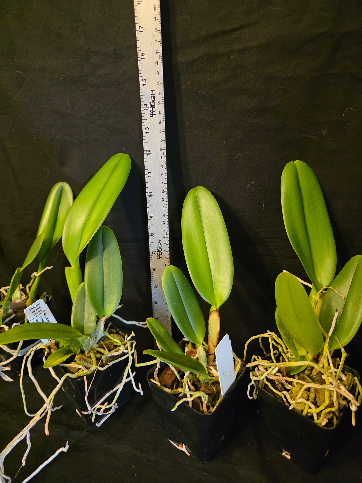 Rlc Siam Fireworks near blooming size cattleya orchod clone. Beautiful large unique fragrant blooms