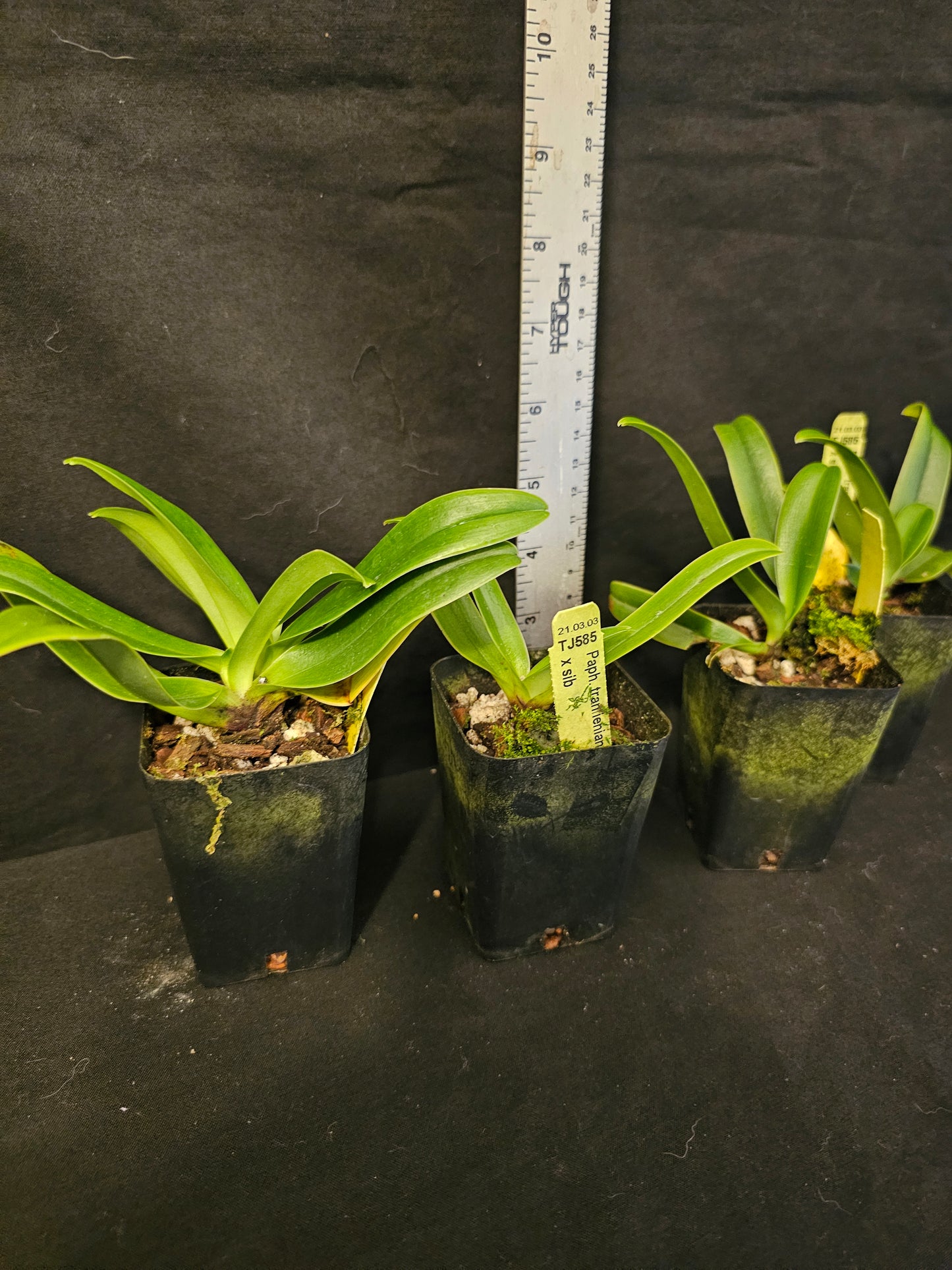 Paphiopedilum trianlienianum x sib. Blooming size paph orchid species unique