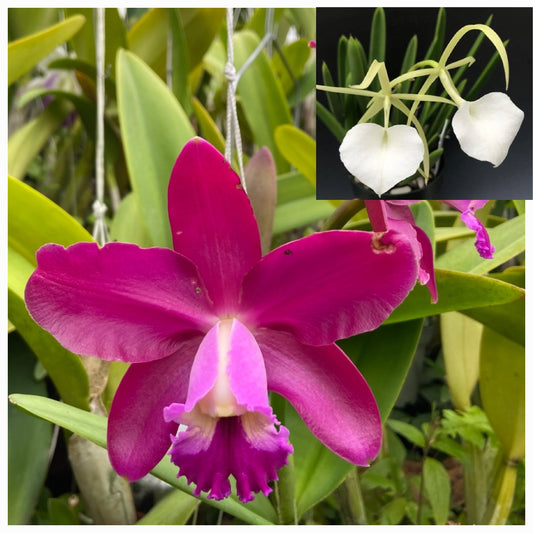 Cattleya Volcano Pride x B.nodosa. Blooming size seed grown orchid hybrid. Fragrant