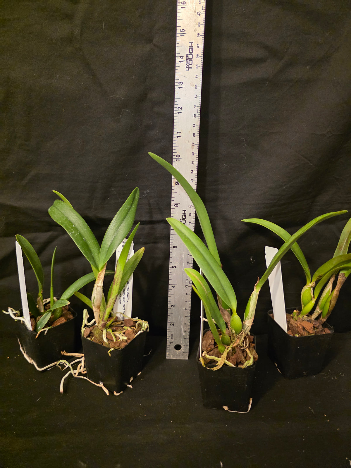 Lc Dennis Olivia's x Slc Lazios Sparks. Blooming size compact cattleya orchid hybrid.
