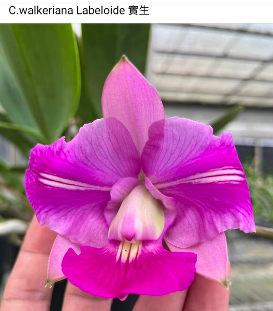 Cattleya walkeriana labeloide 'Flash' (trilabelo) blooming size cattleya orchid species. Rare