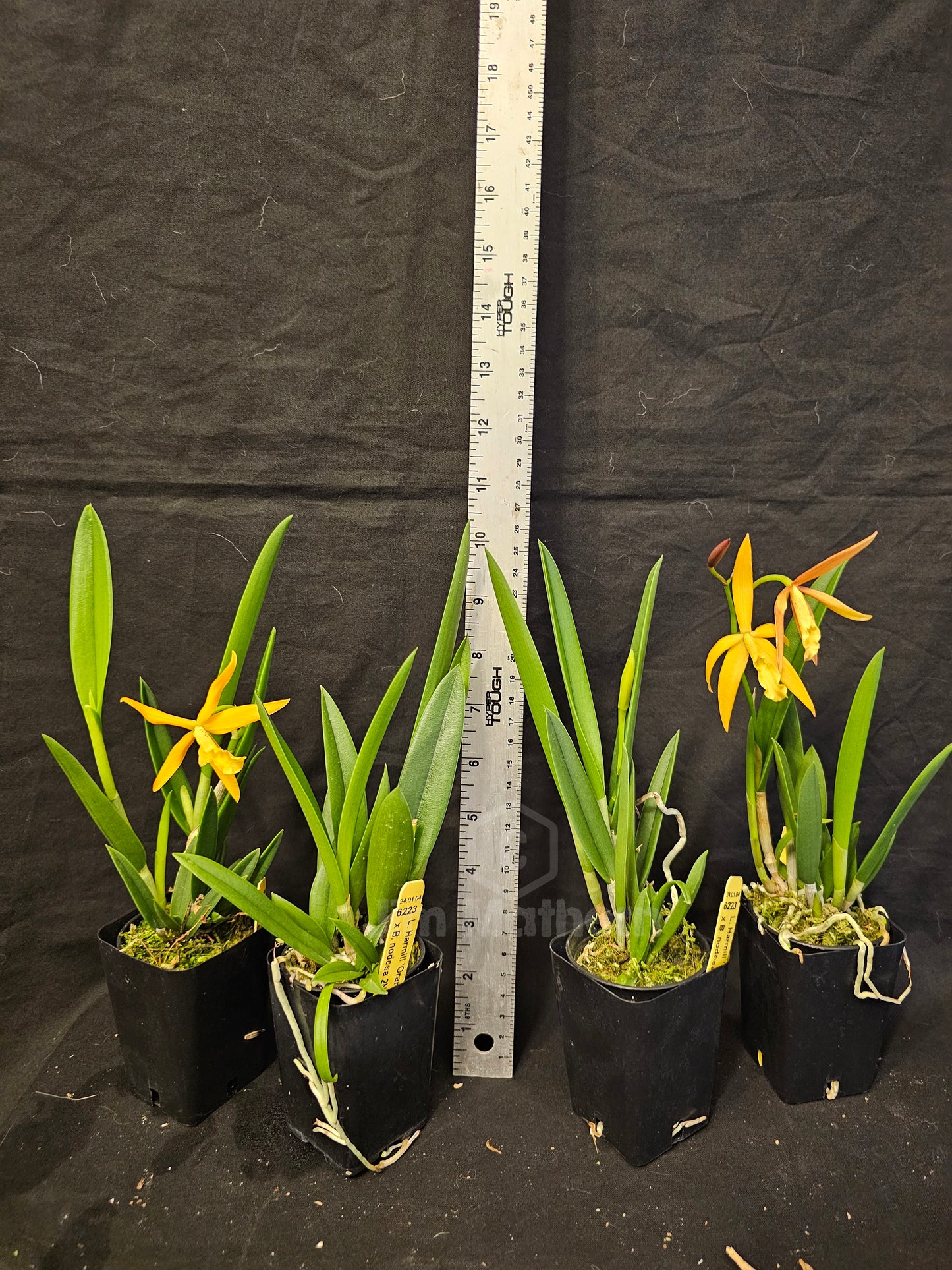 Bc Little Birds (Cattleya harmill x Brassavola nodosa) Blooming size brassavola cattleya orchid hybrid.