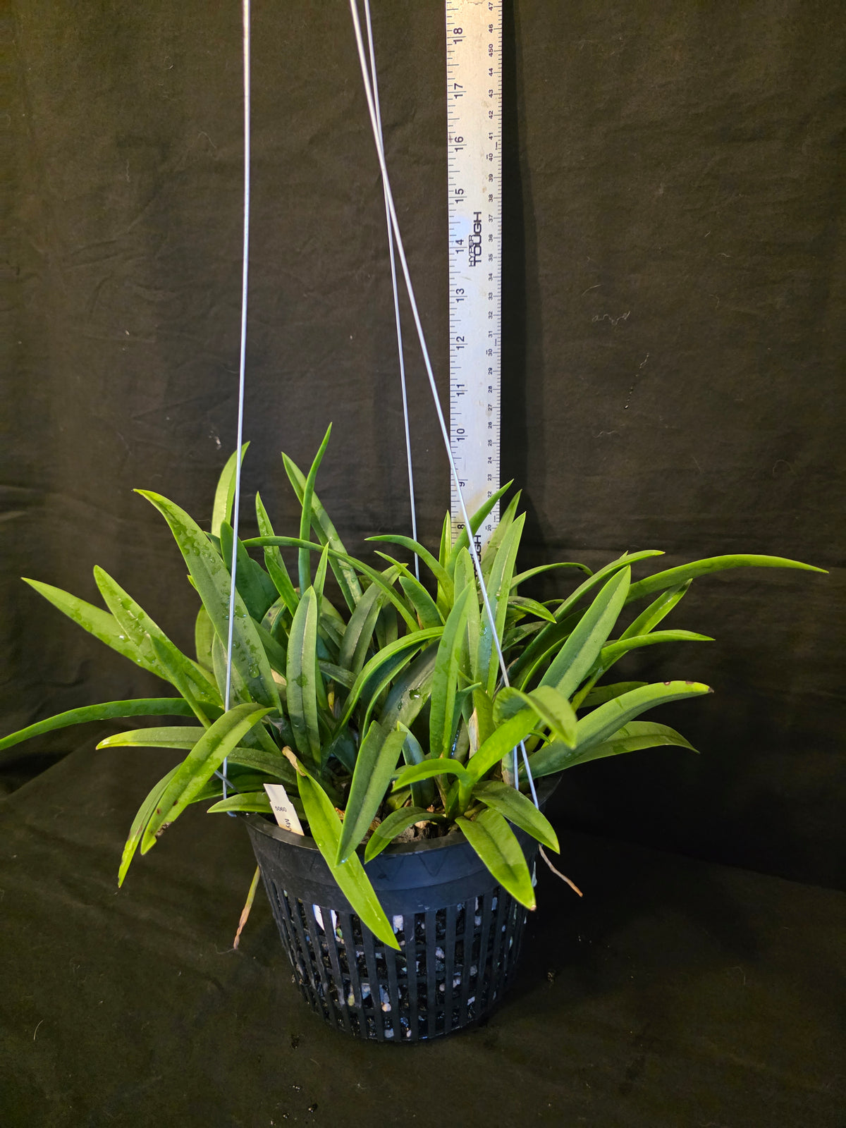 Myrmecavola Aruba's Spotted Beauty Currently in Spike. Large blooming size plant. Hard to find, highly desired. Cattleya Brassavola hybrid