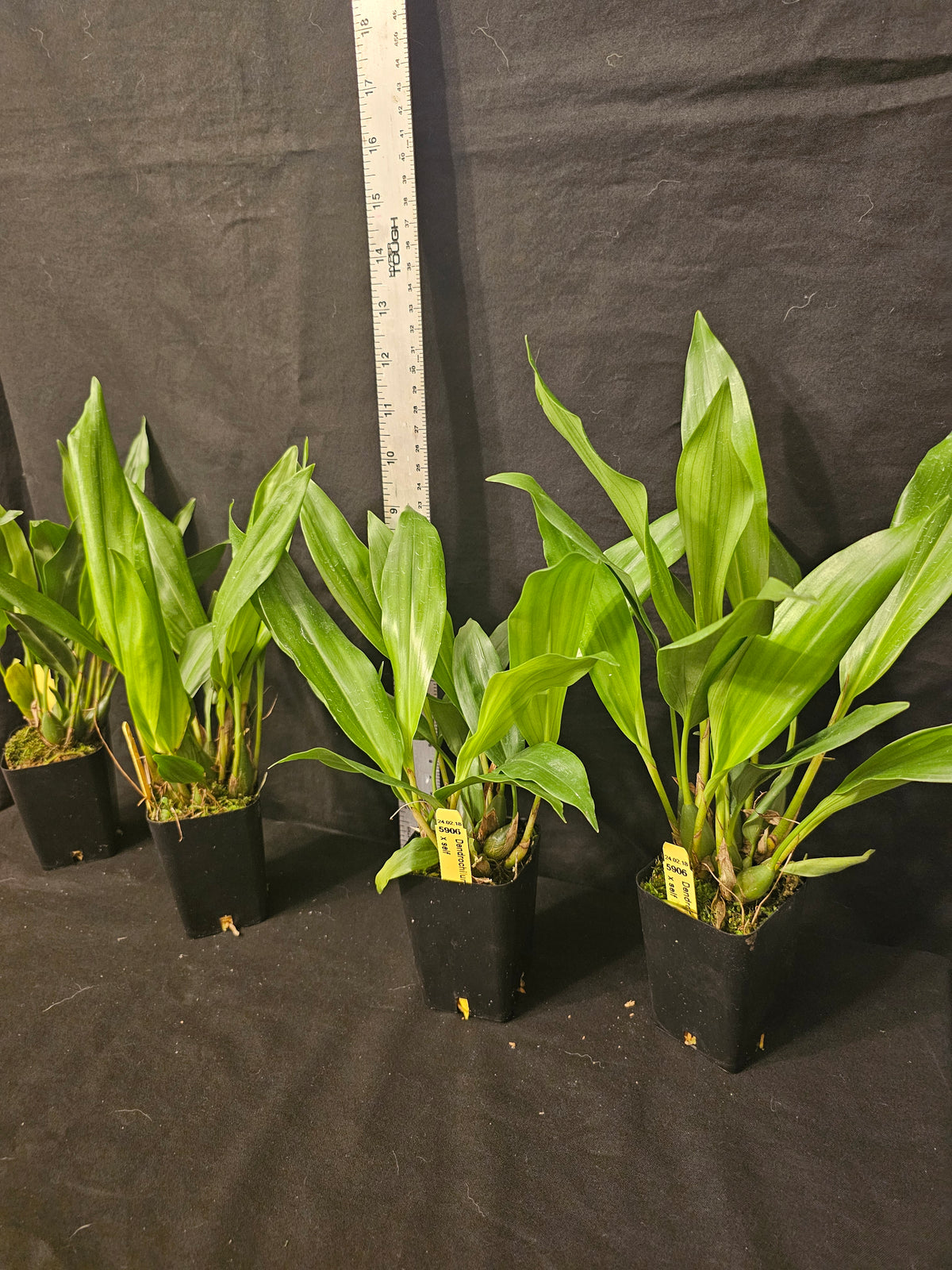 Dendrochilum formosanum. Large Blooming size orchid species plants. 3" pots.