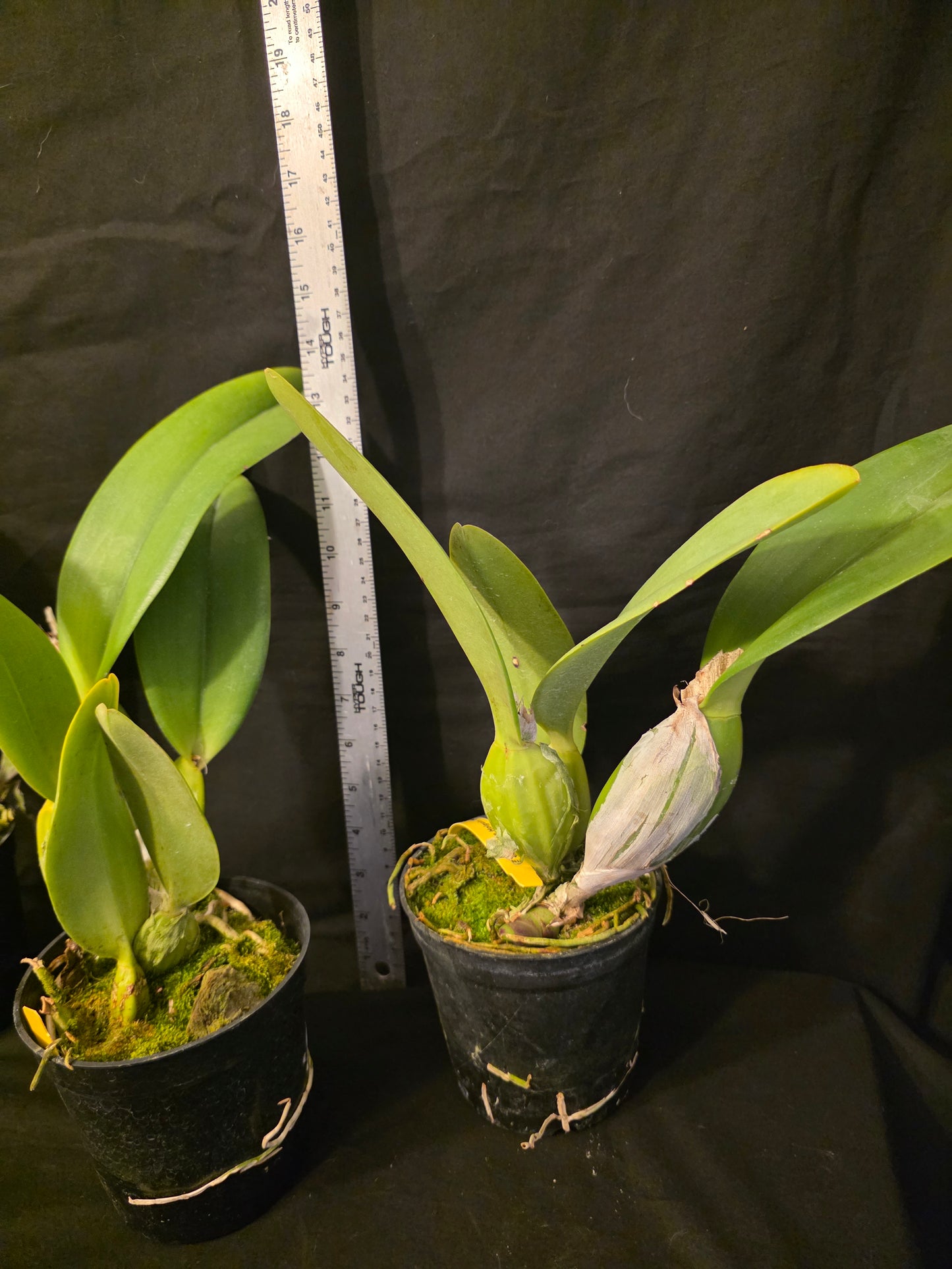 Cattleya Irene Holguin 'Brown Eyes' (C.Astral Beauty x C.JA Carbone)