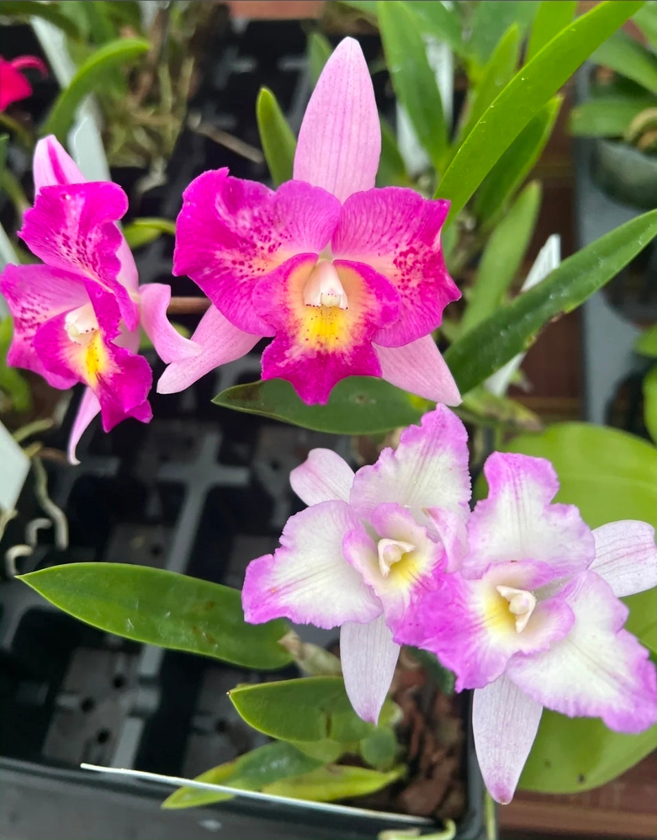 SLC Angel eyes x Bc Little Mermaid. Blooming size compact cattleya orchid hybrid.