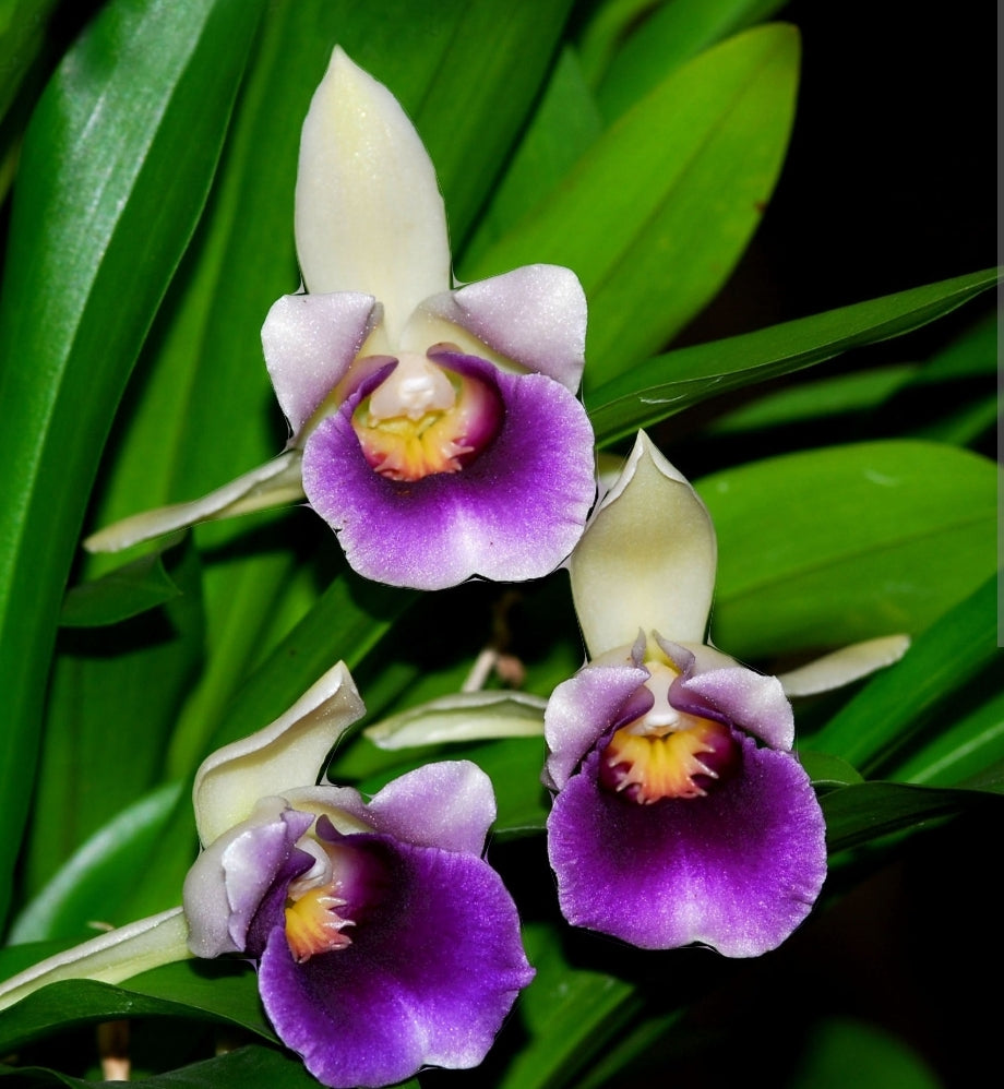 Cochleanthes discolor. Blooming  size orchid species