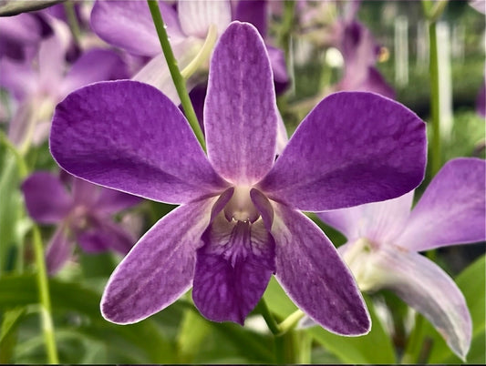 Dendrobium Meyteo Blue x Kultana, blooming size plants with. Beautiful long lasting blooms