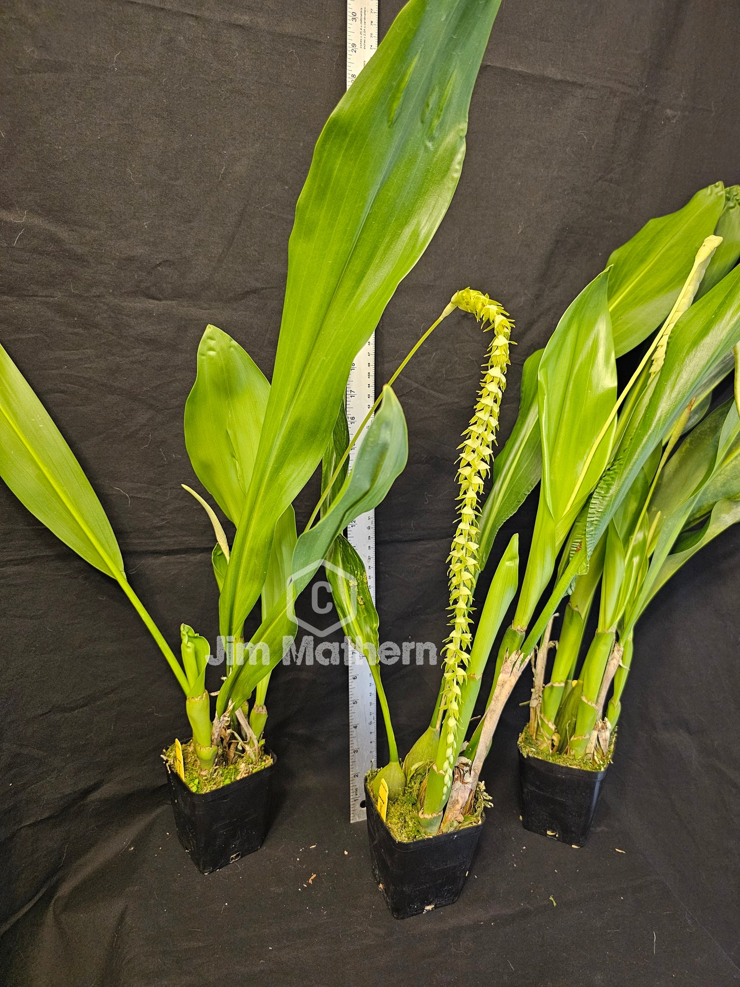 Dendrochilum magnum. Large Blooming size rare orchid species. Long chains of multiple small blooms