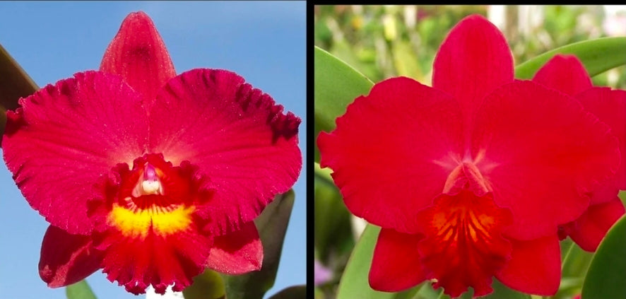 Pot Louise Clark x Slc Circle of Life. Blooming size compact cattleya.