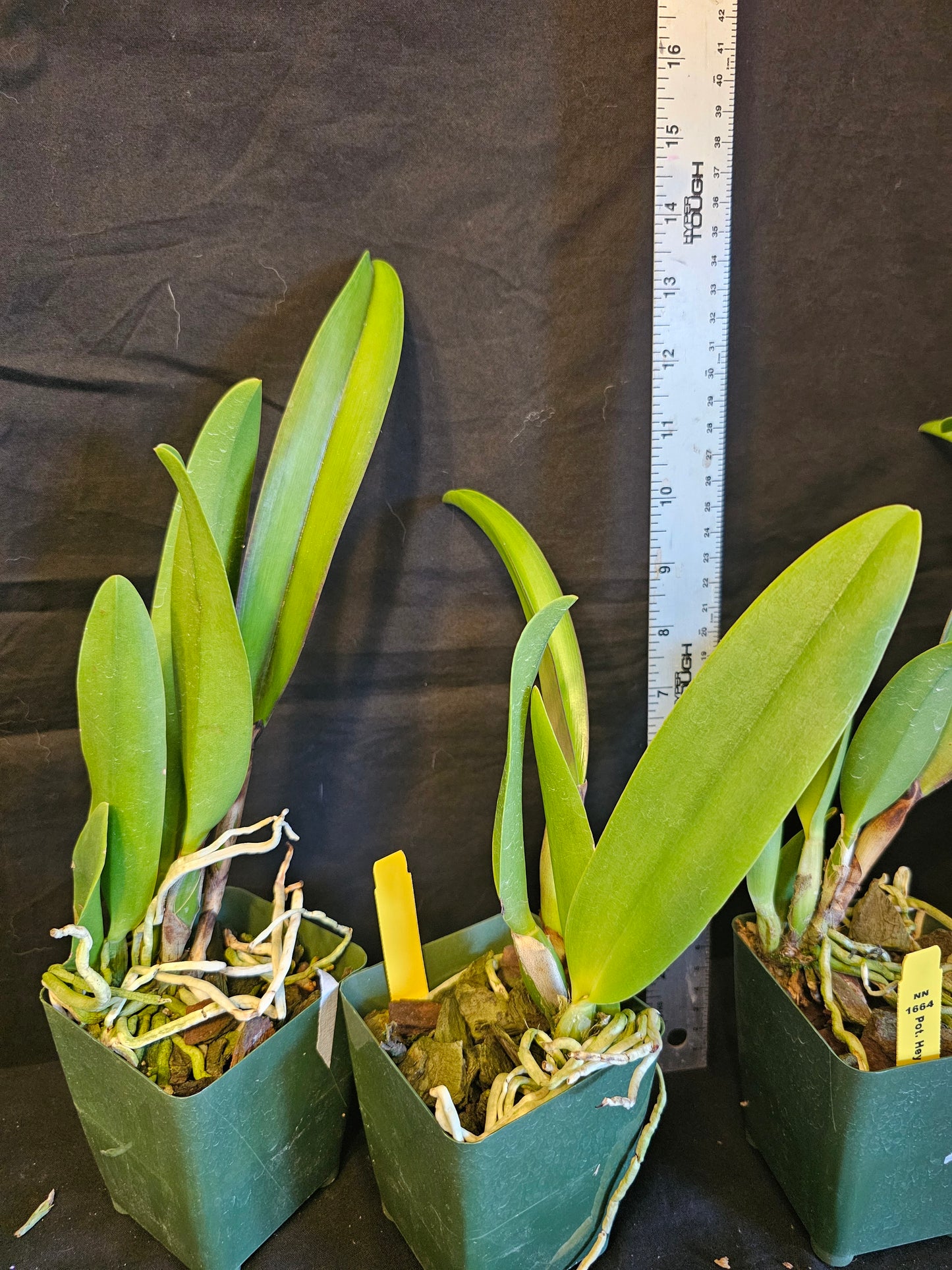 Rlc Hey Song 'Tian Mu' near blooming size cattleya orchid clone. Large beautiful blooms