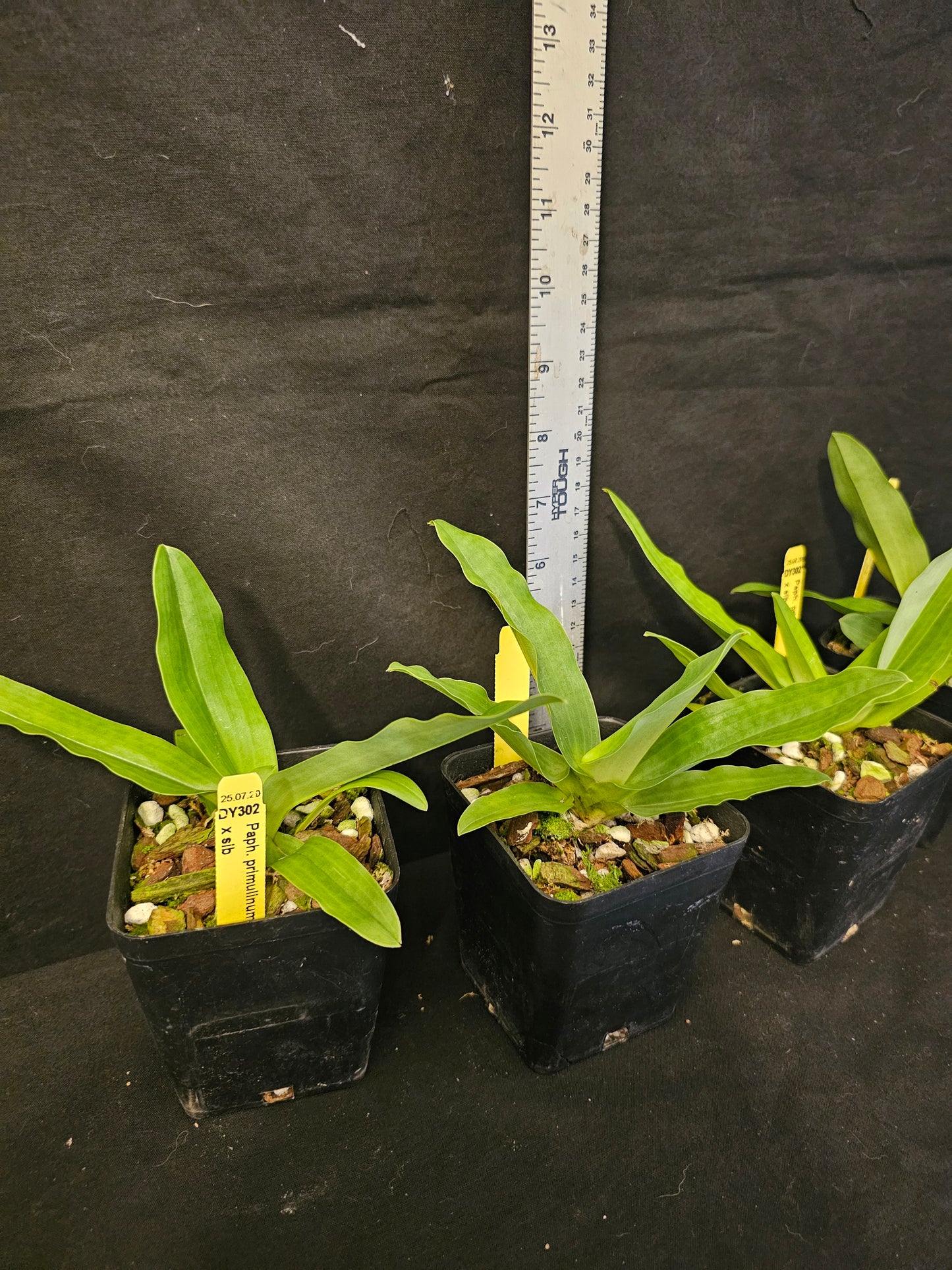 Paphiopedilum primulinum var alba x sib blooming size paphiopedilum orchod species. Sequential bloomer