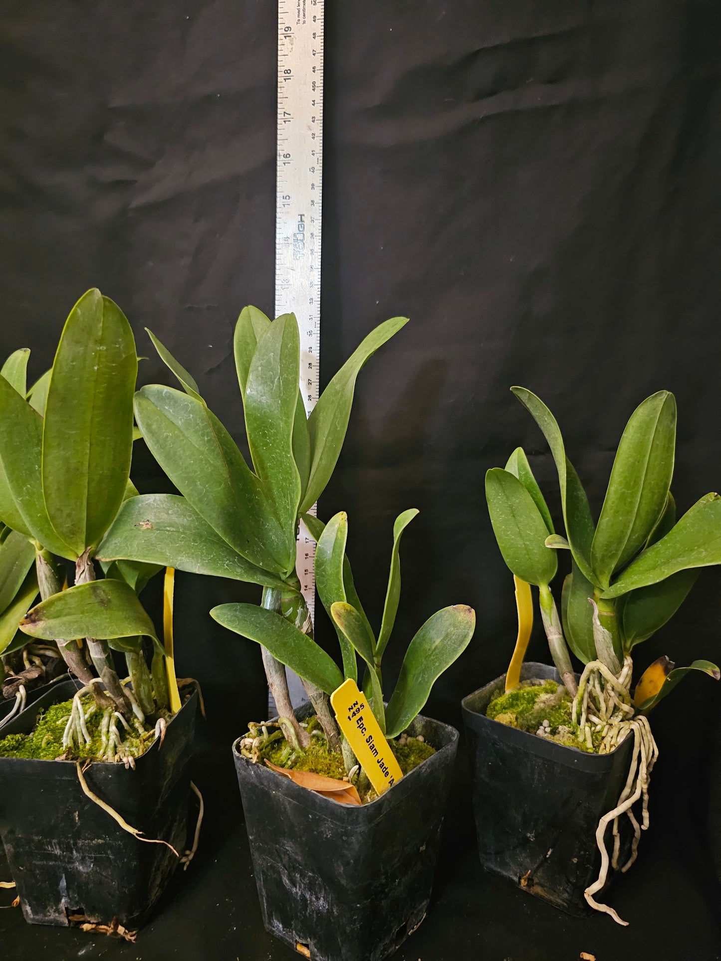 Epc Siam Jade 'Evo' Blooming size cattleya orchid clone. Beautiful and fragrant.