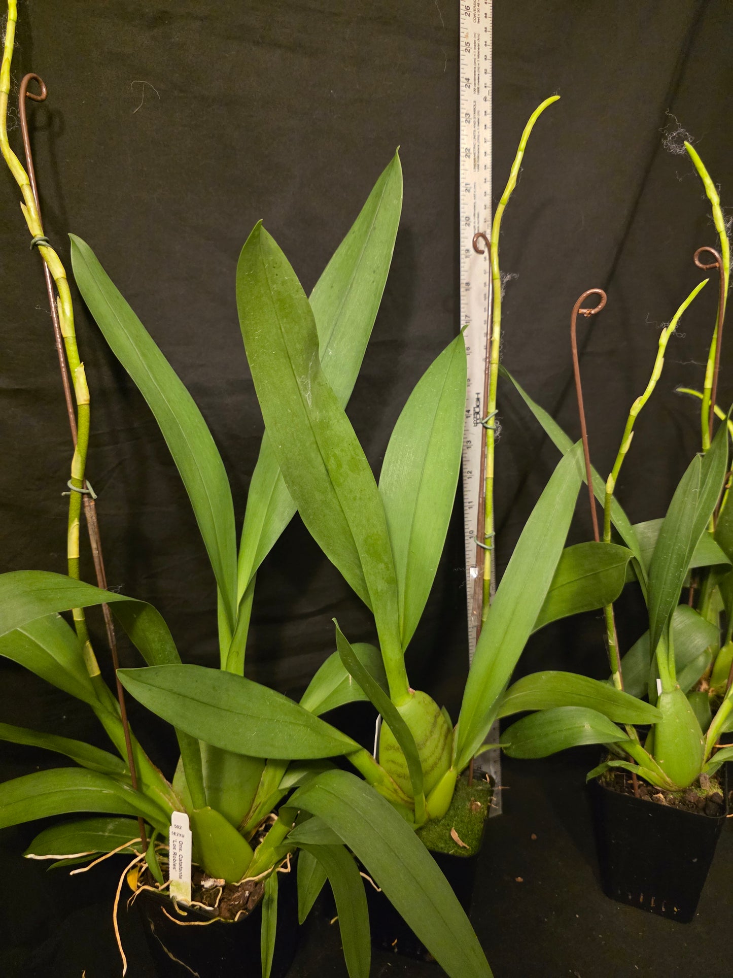 Oncidium Catante 'Los Robles' Blooming size oncidium orchid clone In Spike