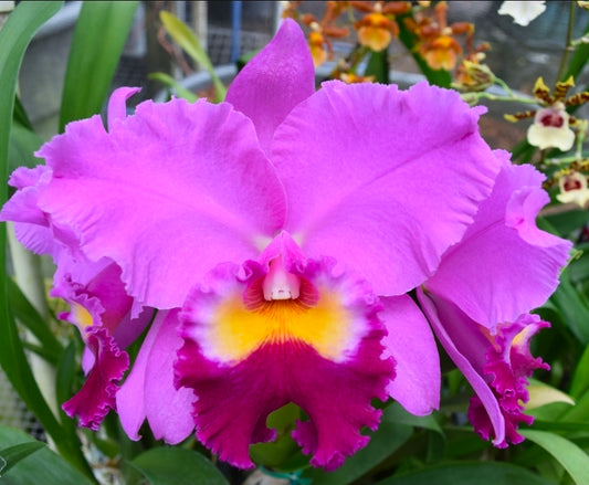 Lc South Esk 'Catherine' near blooming size cattleya orchid clone. Large lavender fragrant blooms