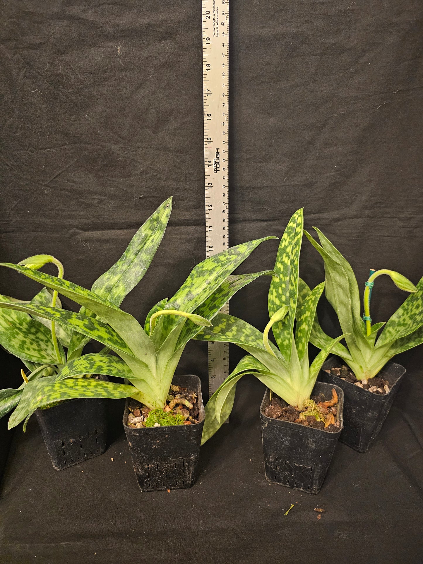 Paphiopedilum Janet Kunkle. Blooming size Paphiopedilum orchid hybrid. Long lasting beautiful blooms. 2.5" pots