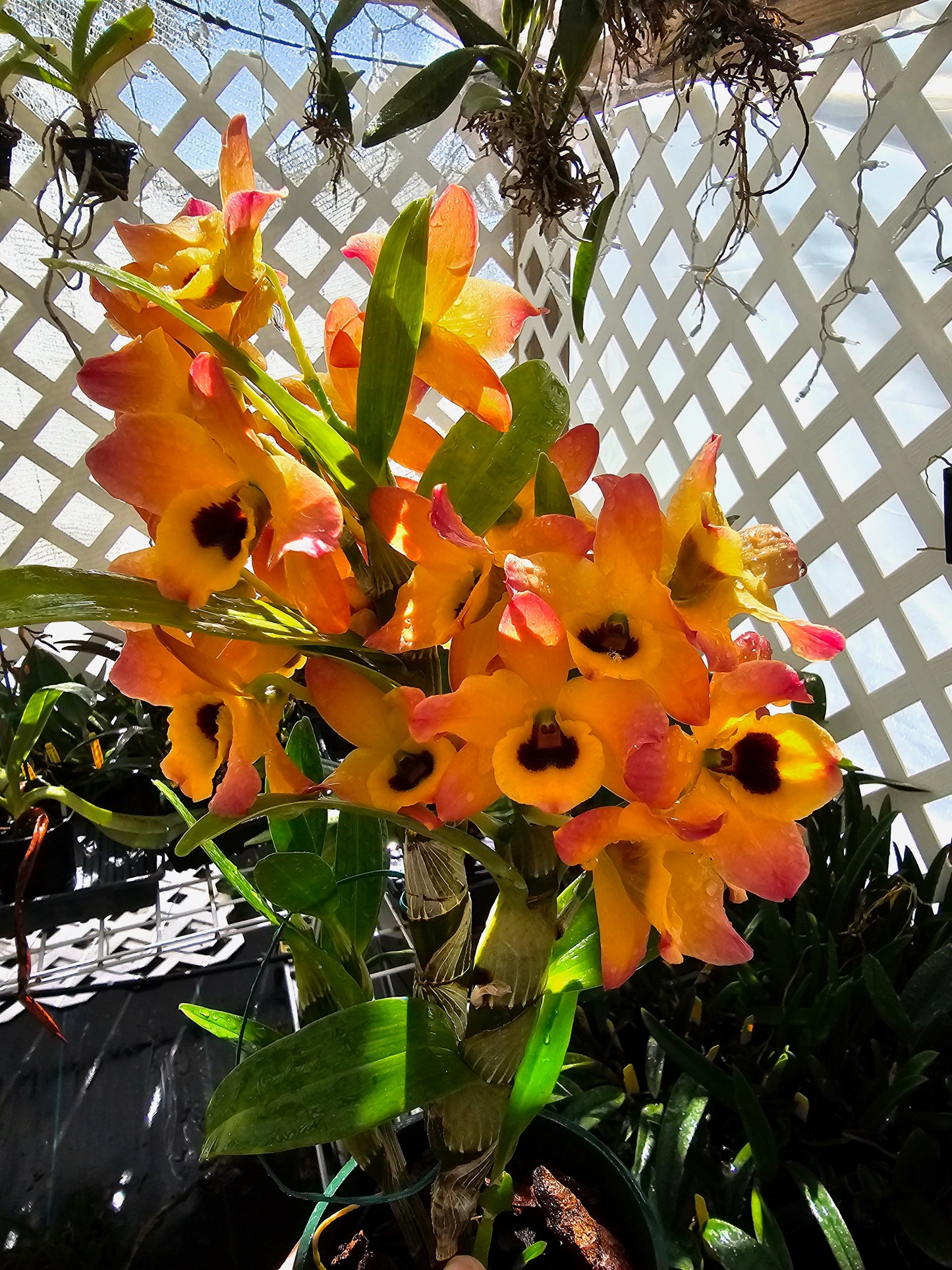 Dendrobium Oriental Smile 'Butterfly'