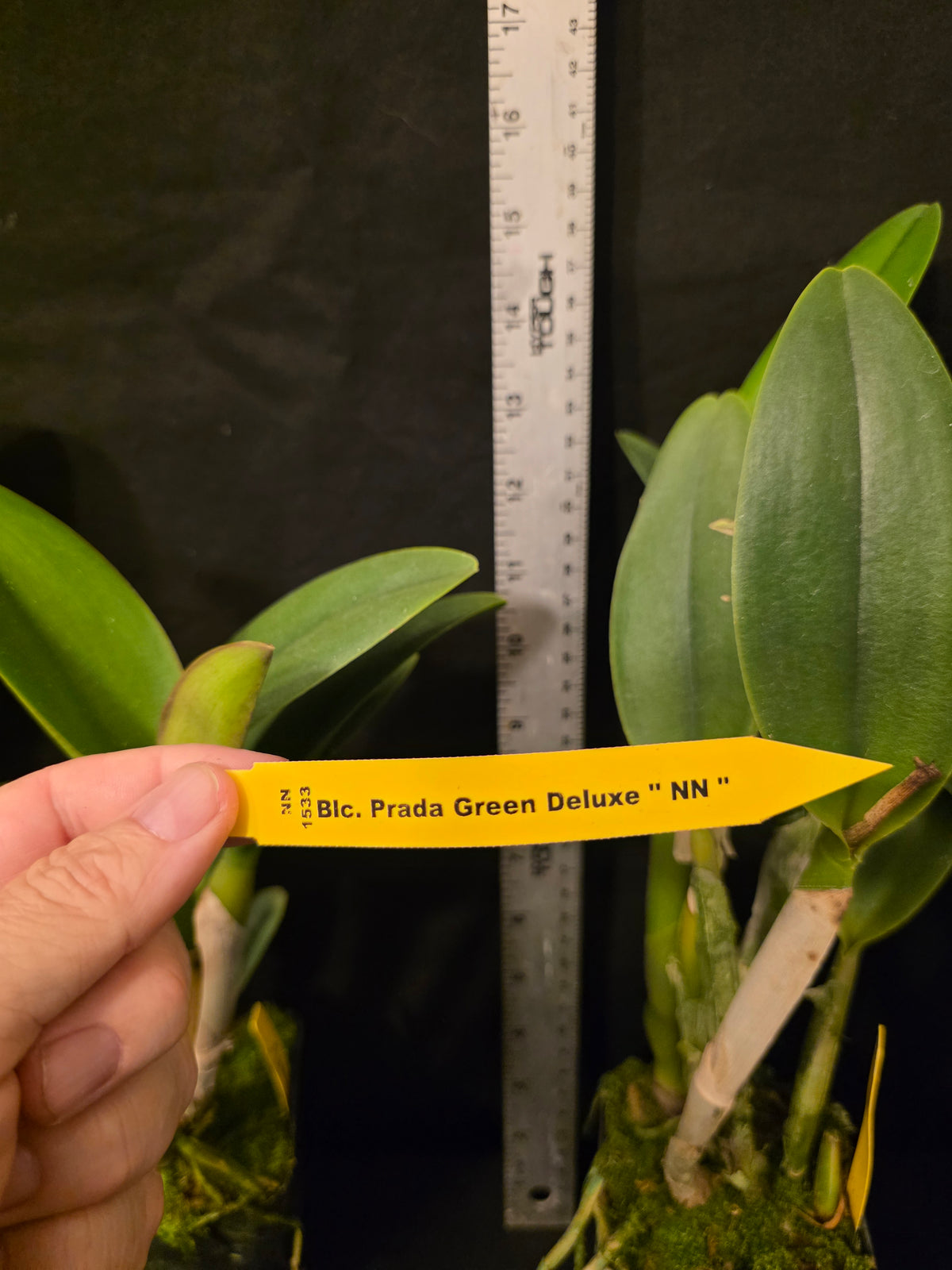 Rlc Prada Green Deluxe 'NN' near blooming size fragrant green cattleya clone.