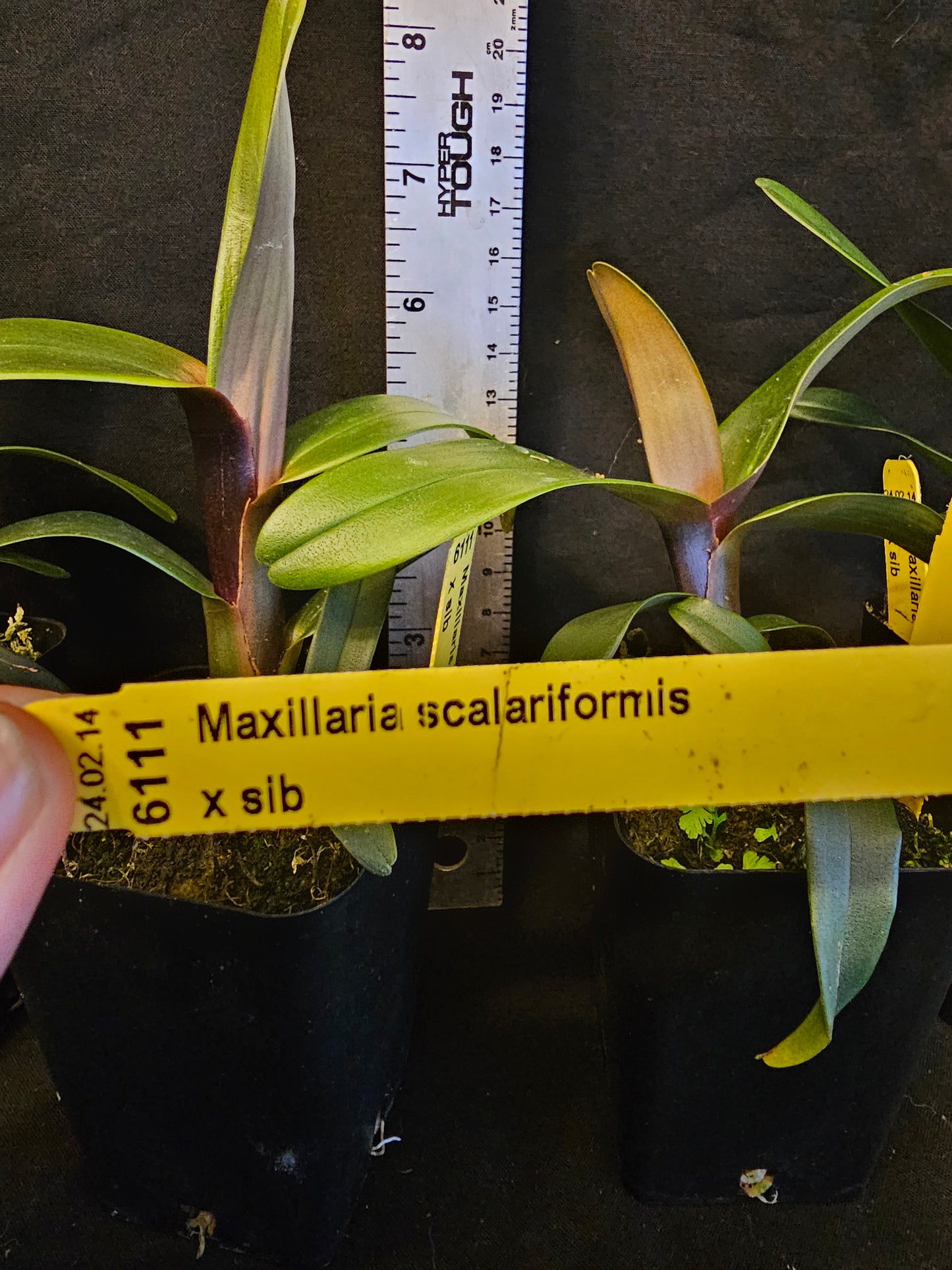 Maxillaria scalariformis x sib non bloom size rare orchid species