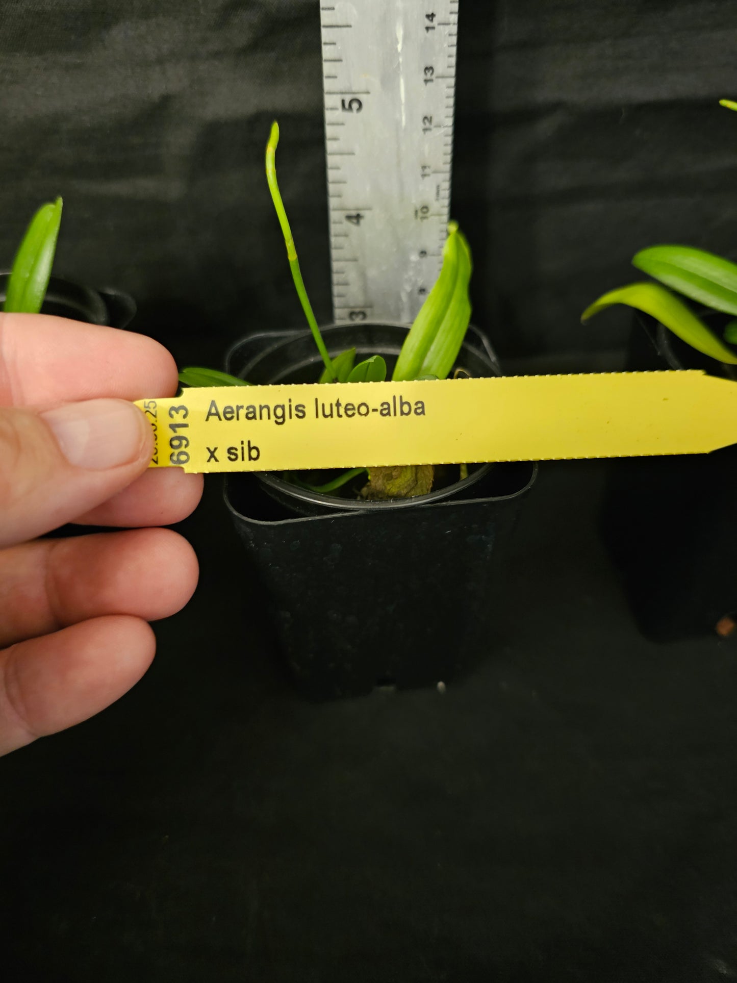 Aerangis luteoalba x sib blooming size orchid species