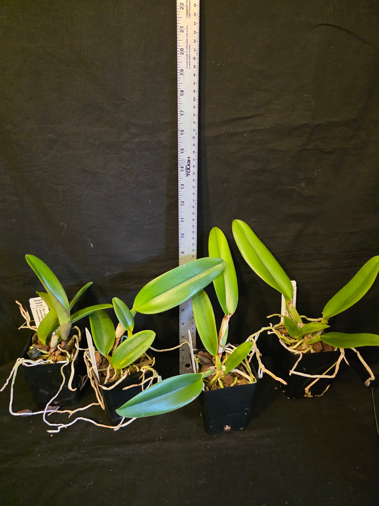 Rlc Asian Sunrise near blooming size cattleya orchid clone. Large beautiful fragrant blooms